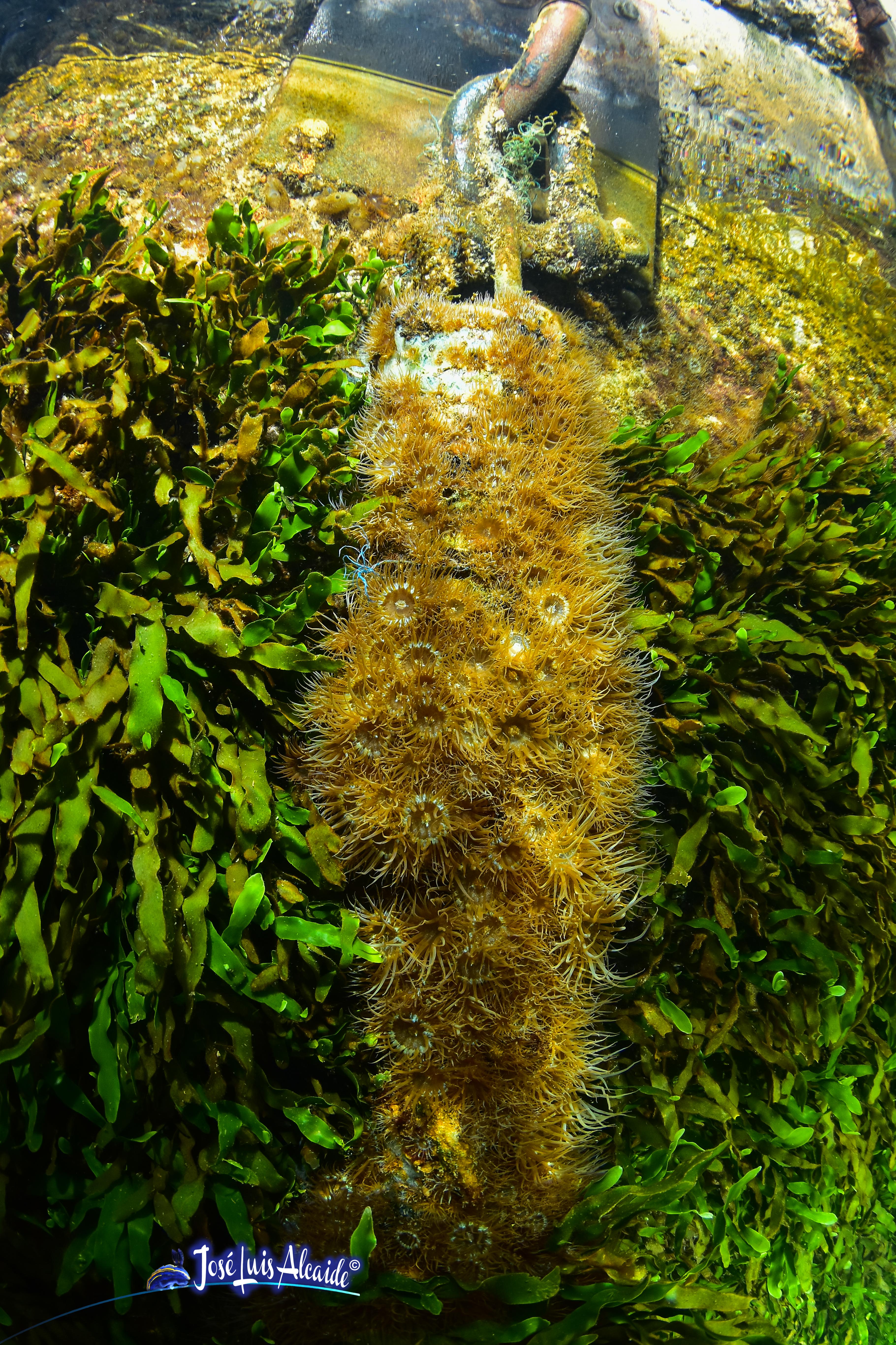 Paranemonia cinerea