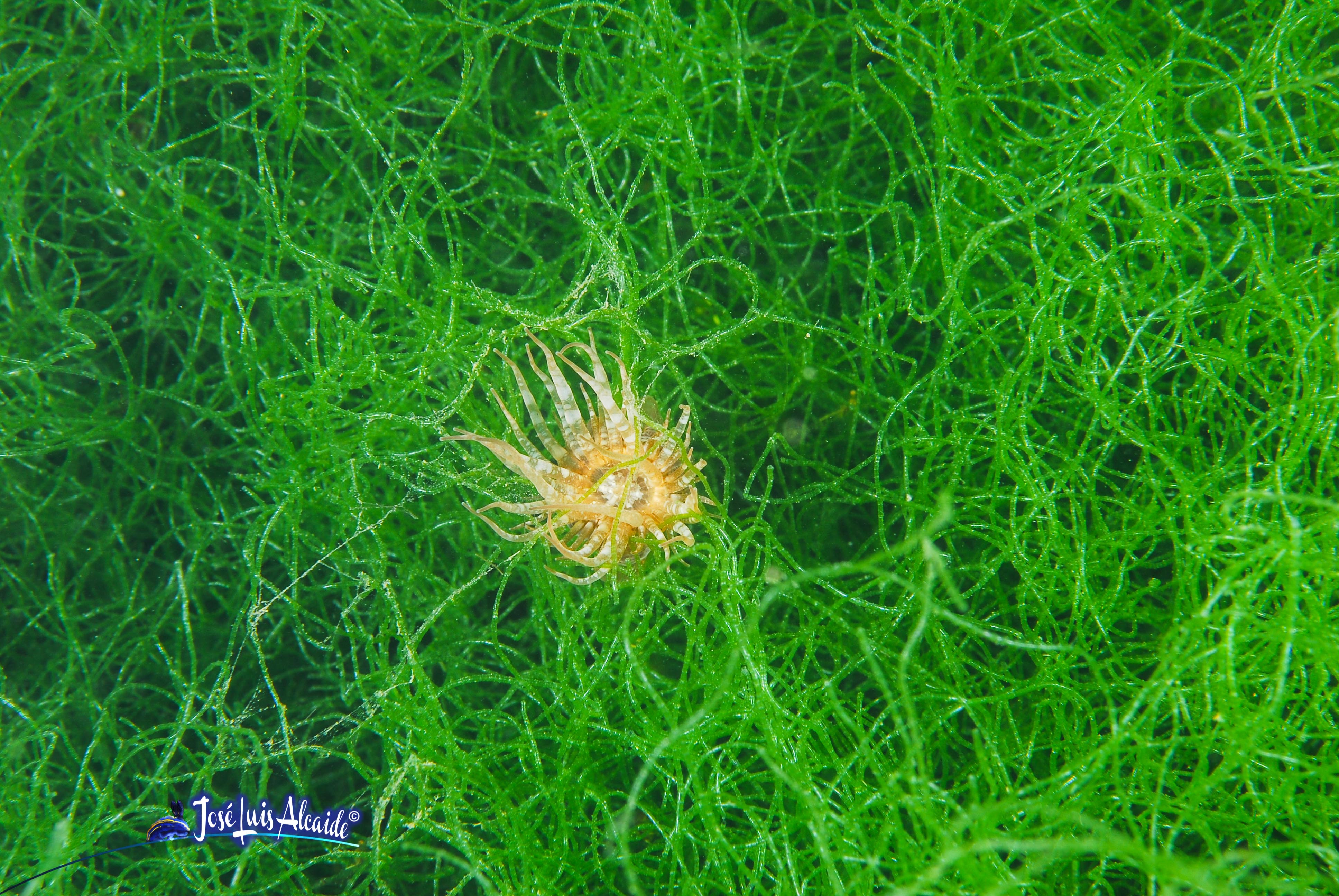 Paranemonia cinerea