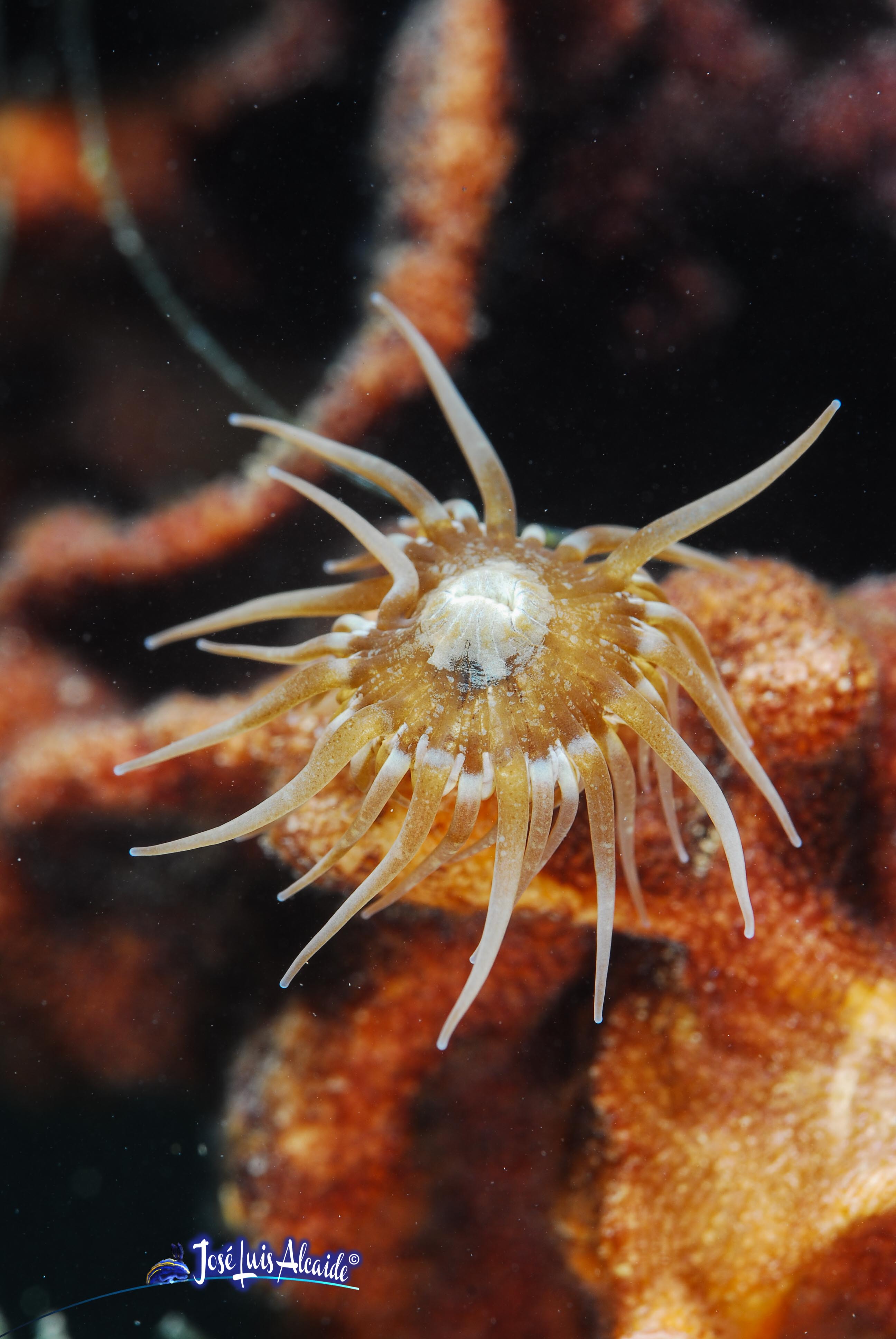 Paranemonia cinerea