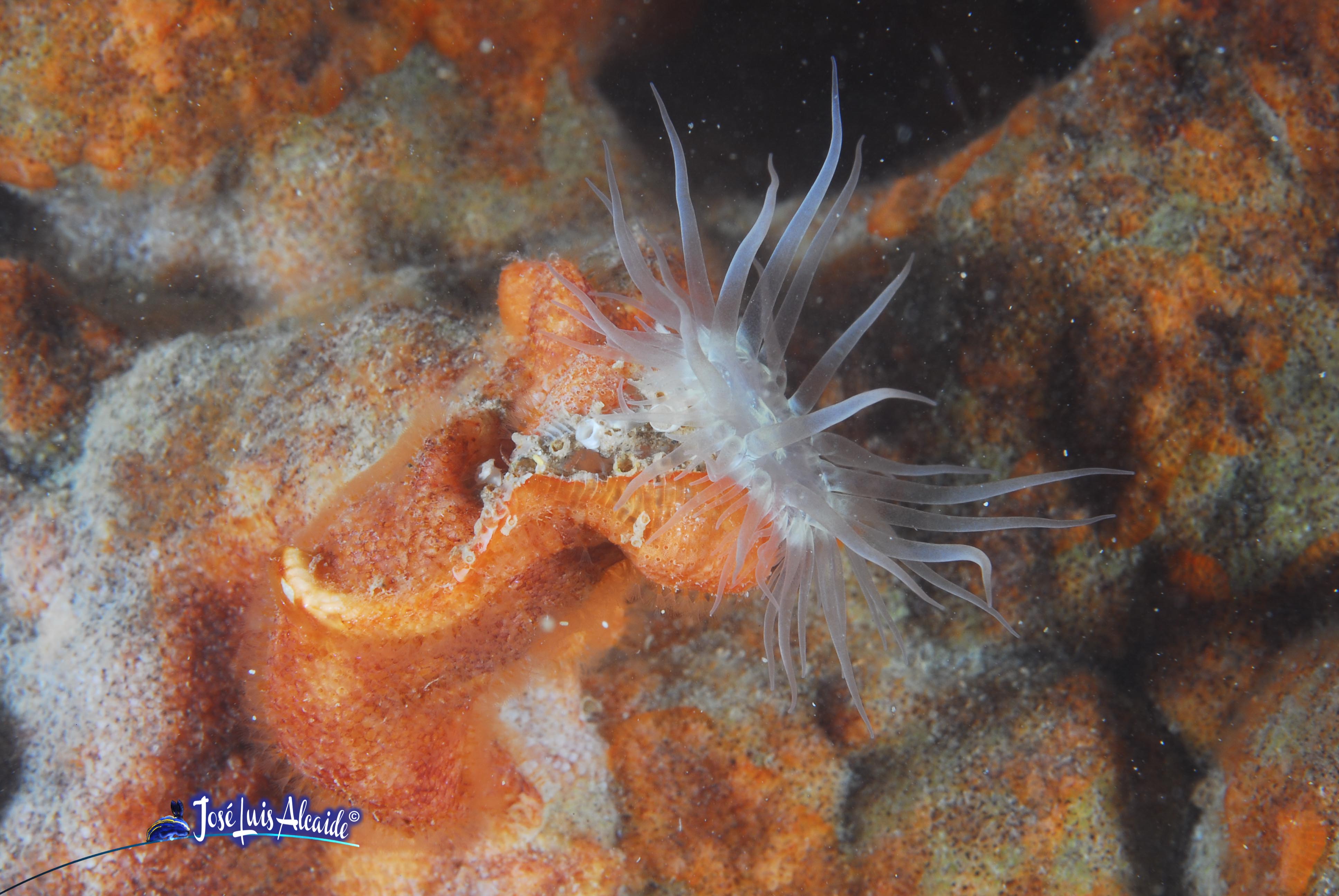 Paranemonia cinerea