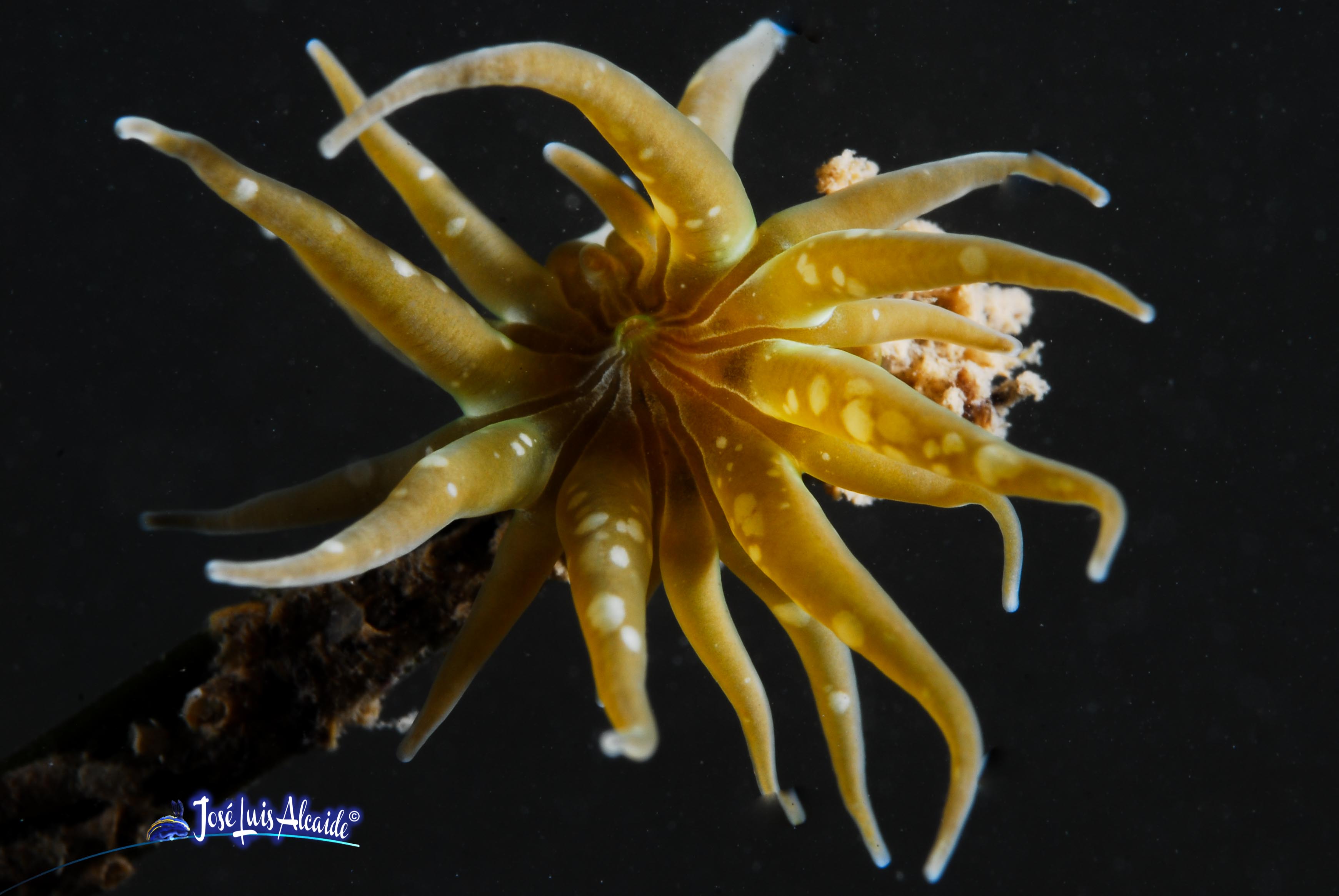 Paranemonia cinerea