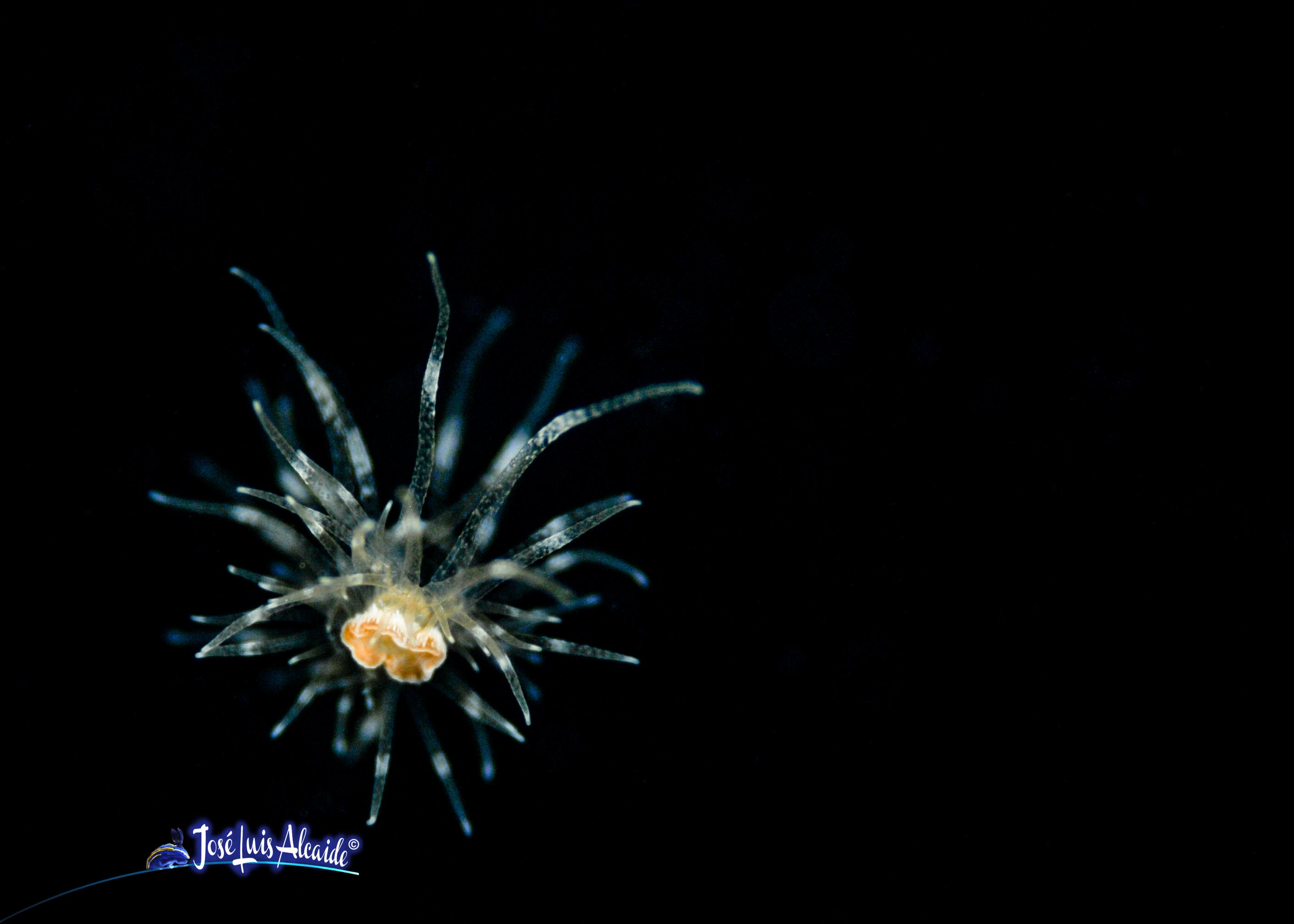 Paranemonia cinerea
