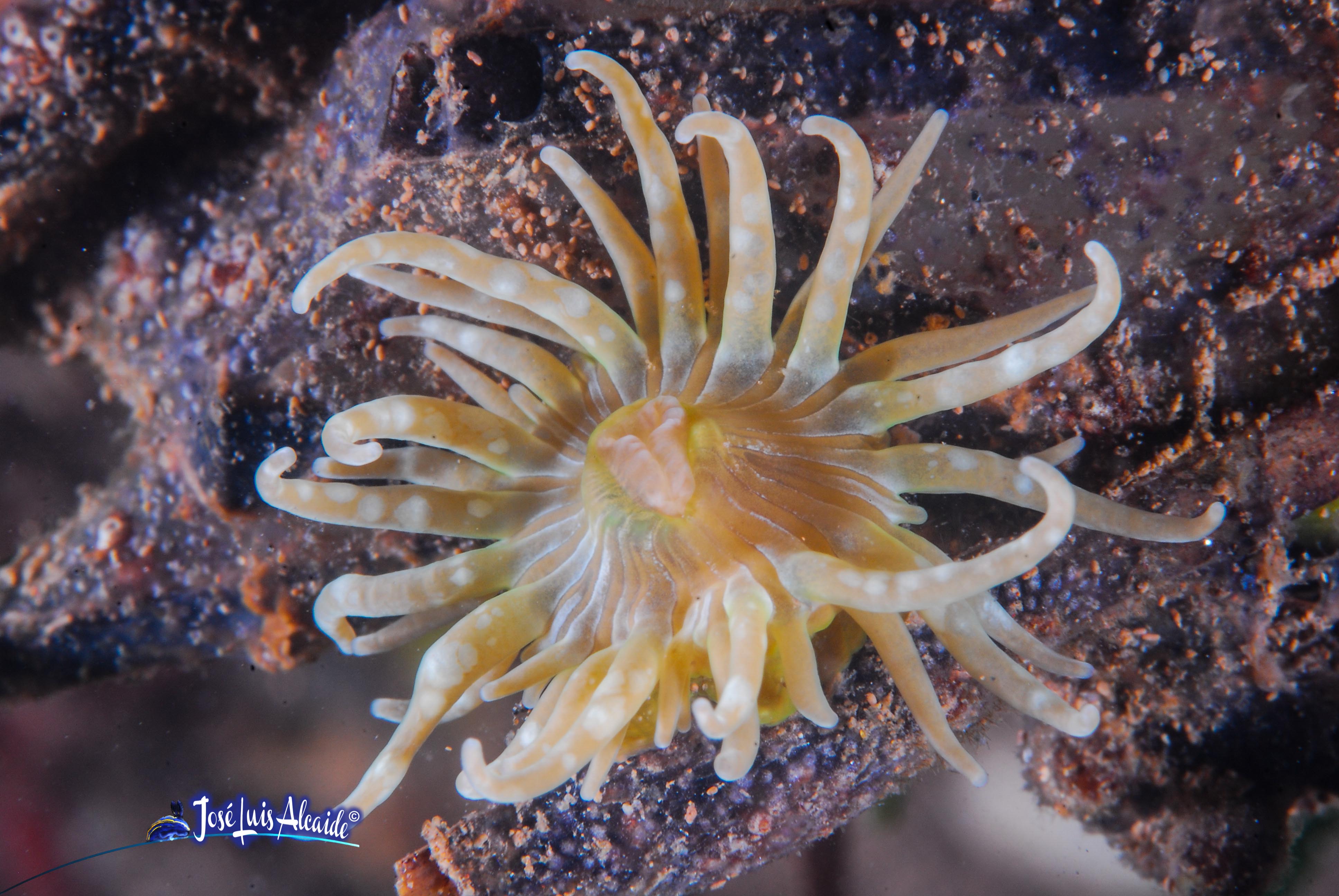 Paranemonia cinerea