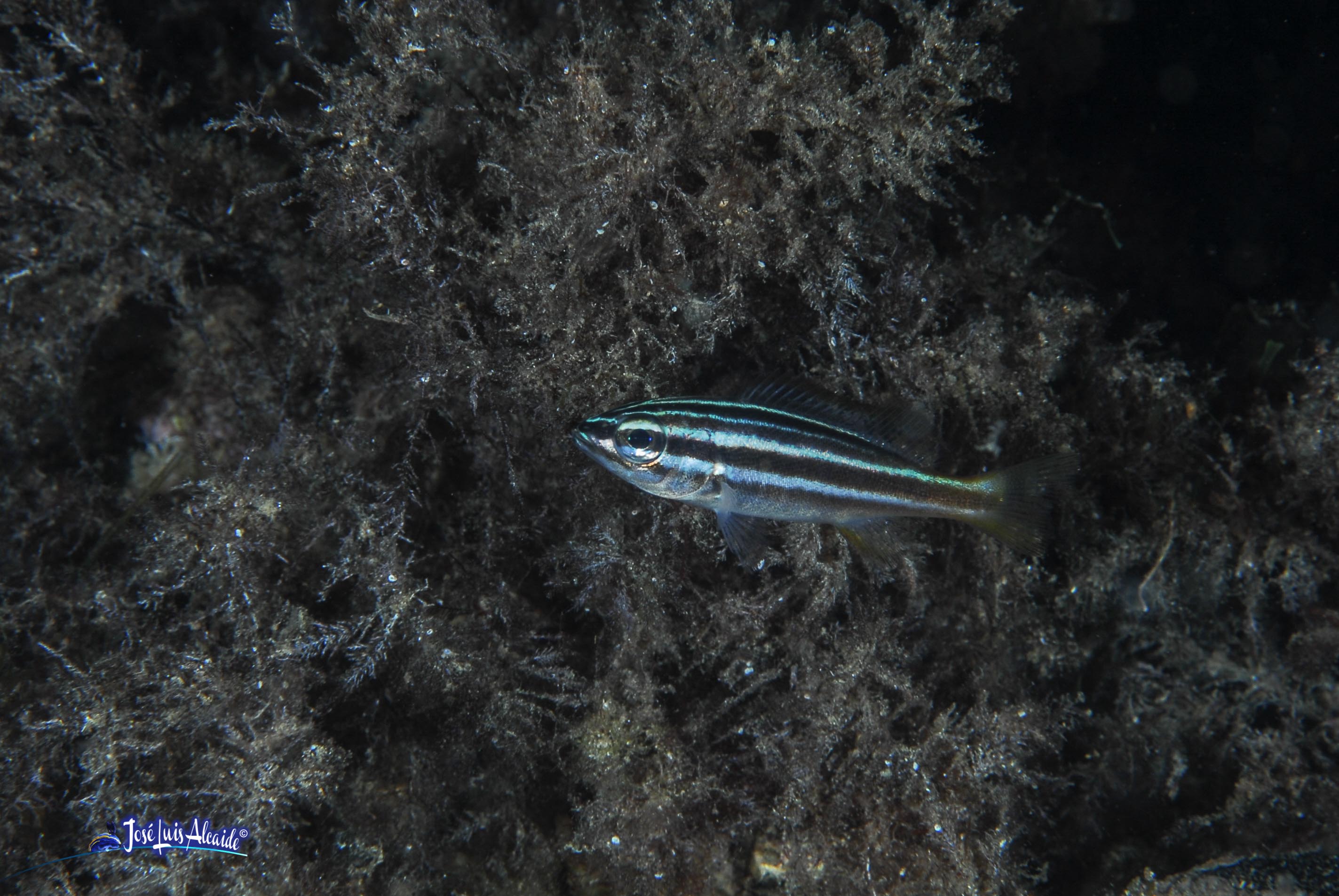 Parapristipoma octolineatum burrito listado boca de oro