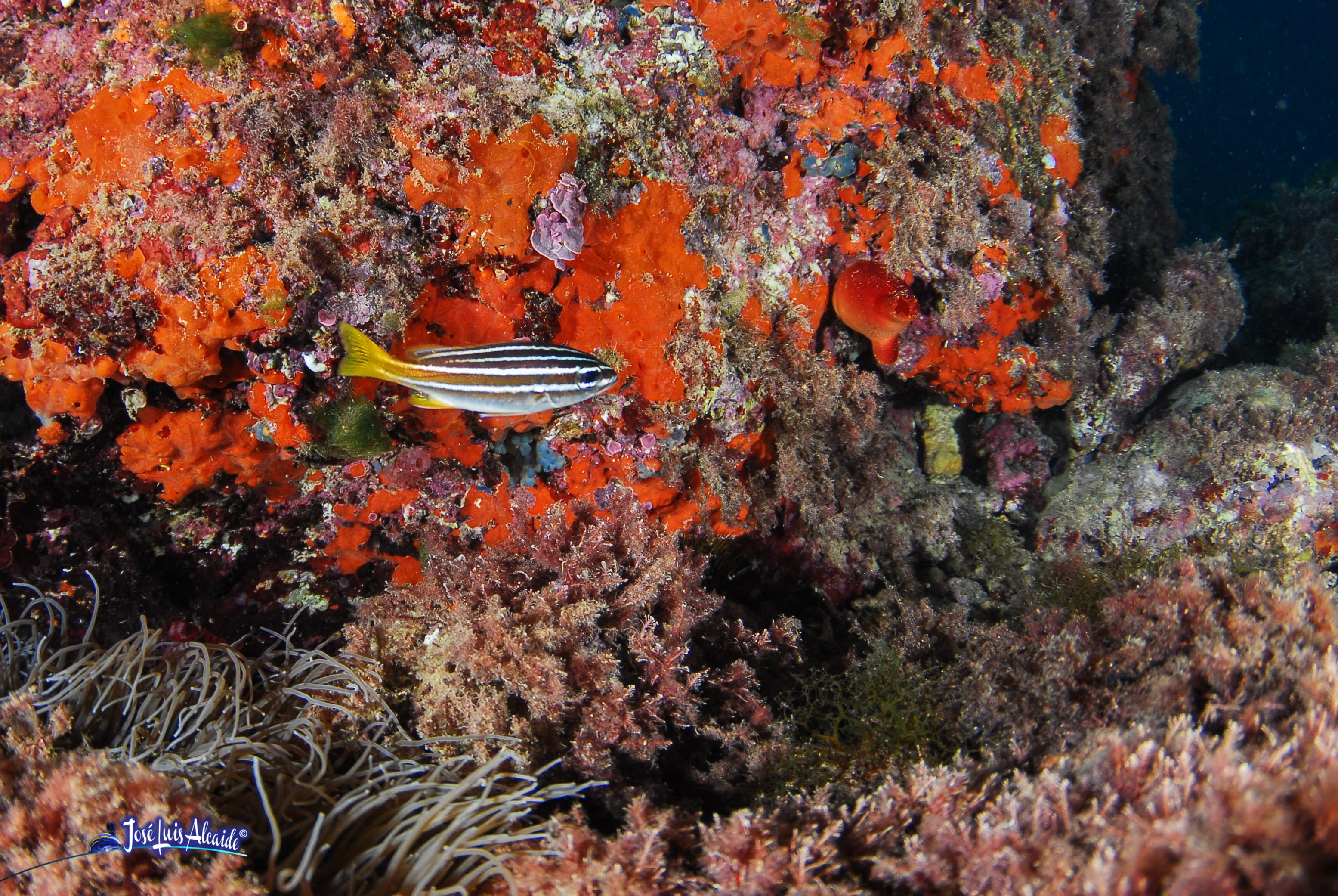 Parapristipoma octolineatum burrito listado boca de oro
