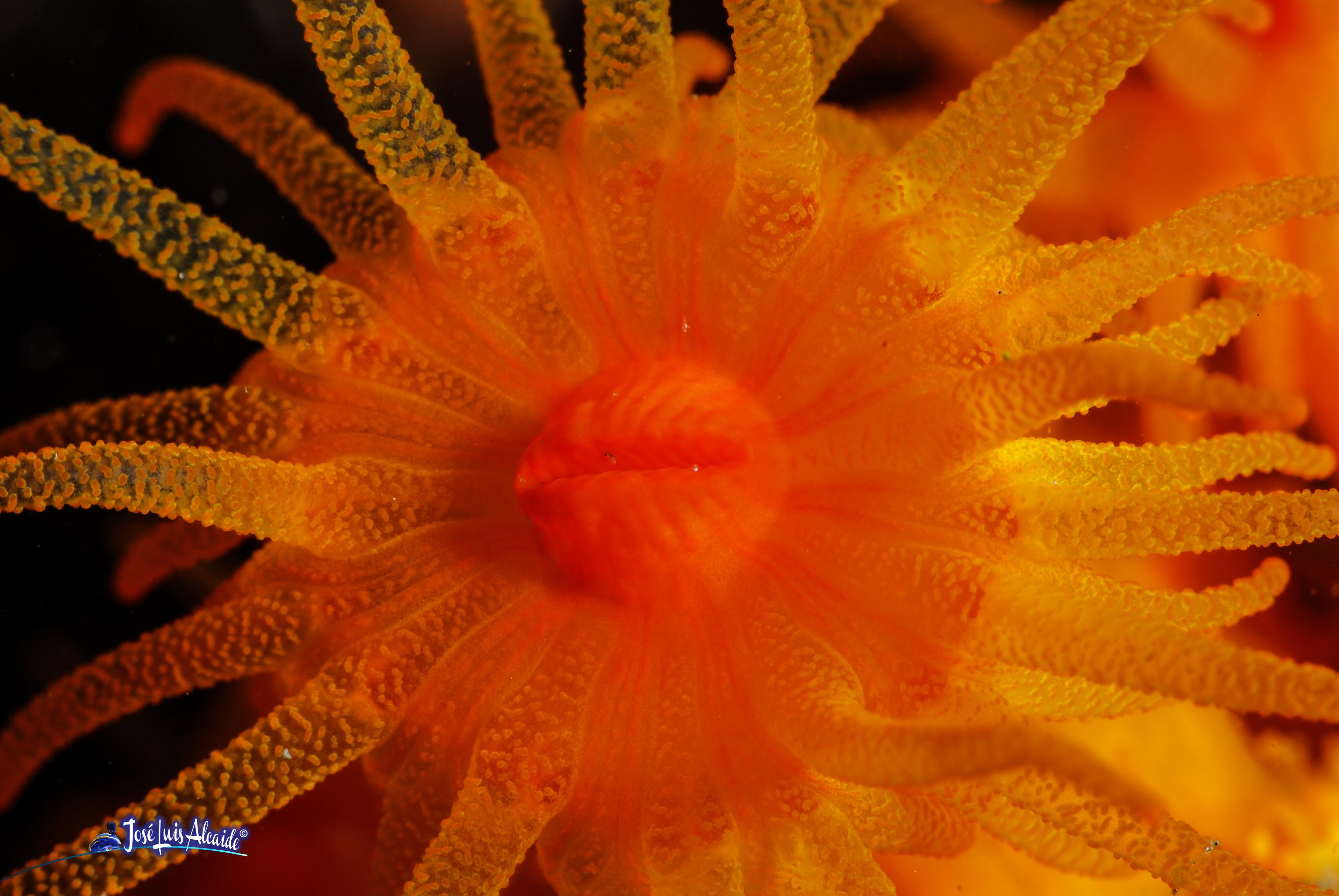 Parazoanthus axinellae coral blando amarillo