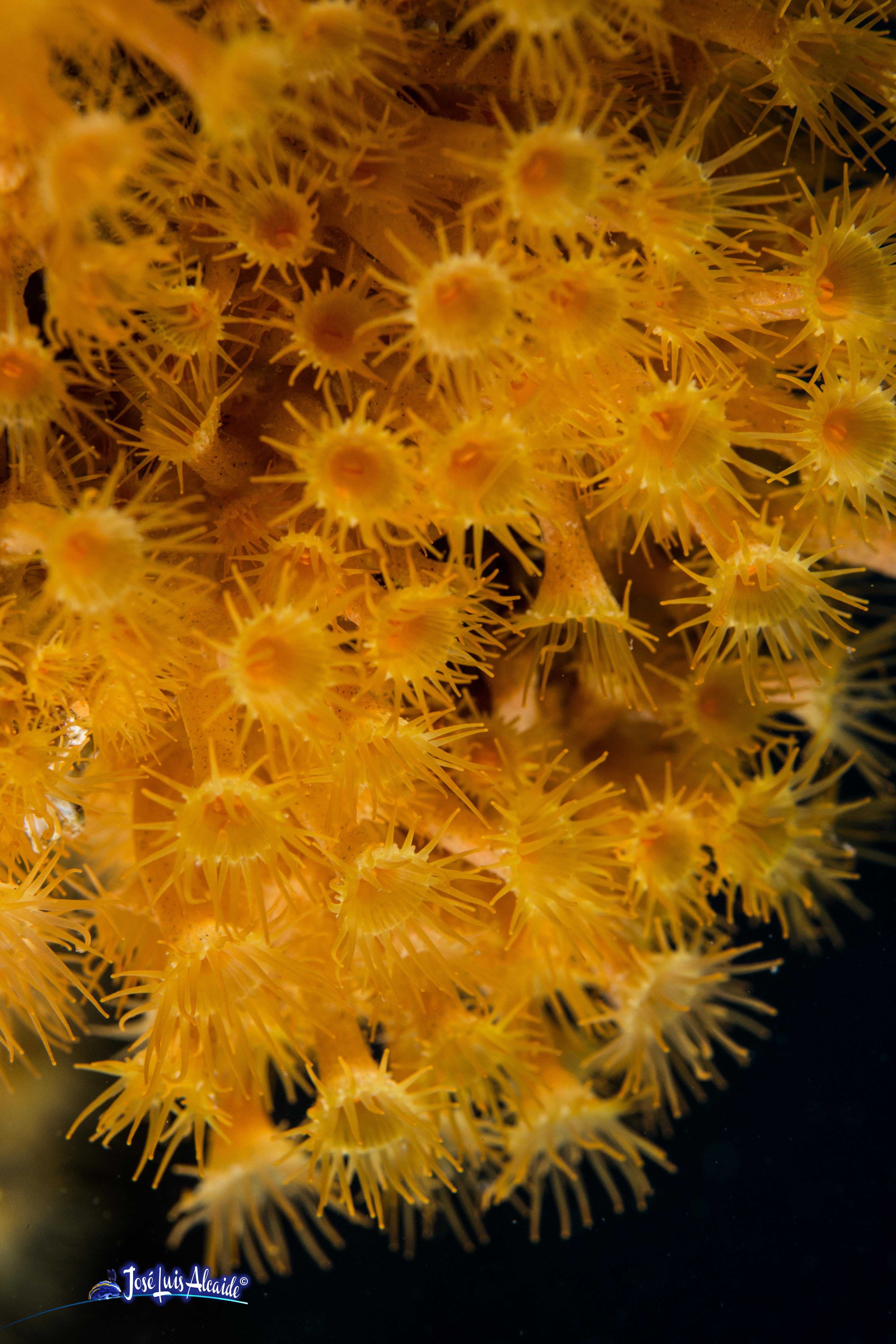 Parazoanthus axinellae coral blando amarillo