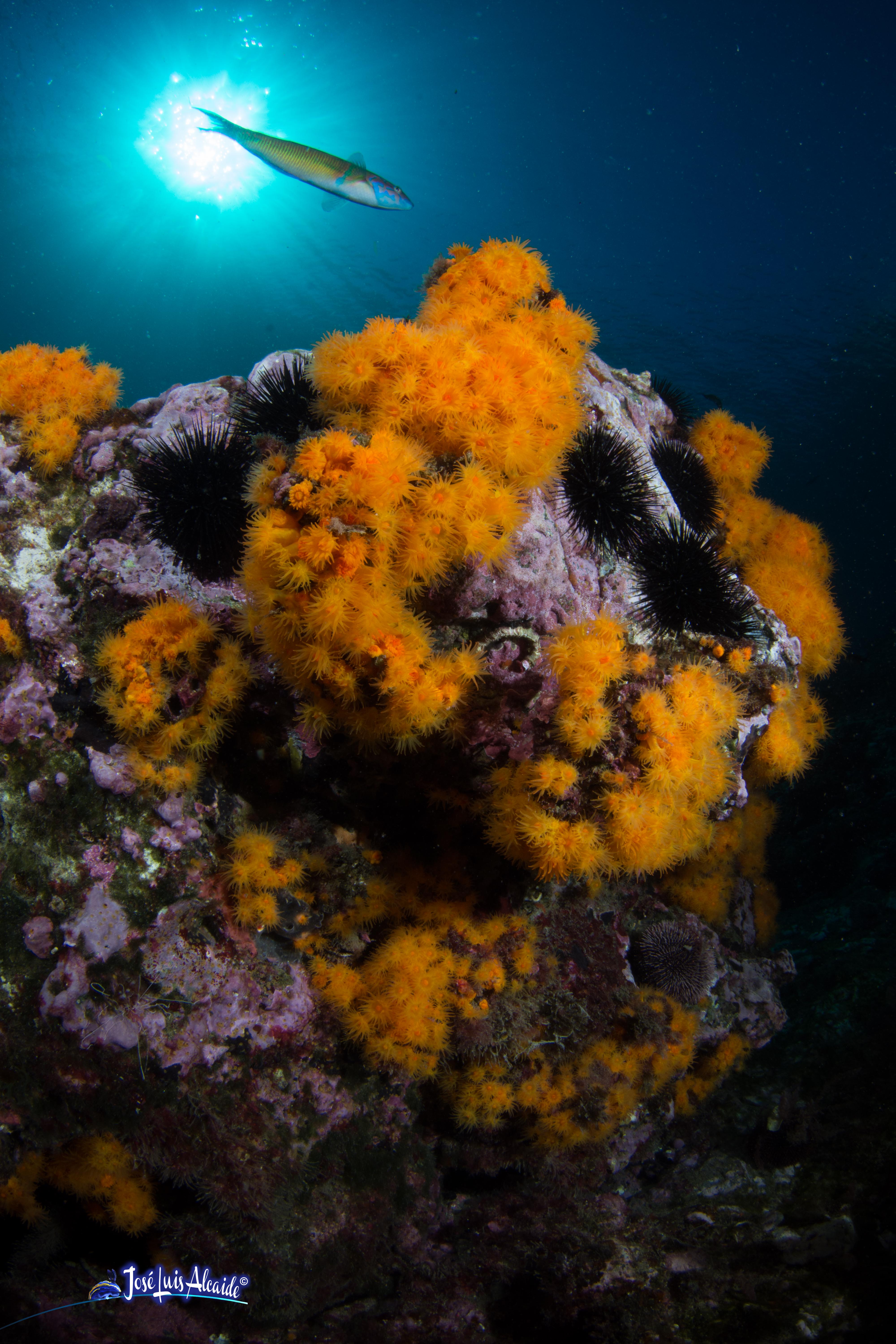 Parazoanthus axinellae coral blando amarillo