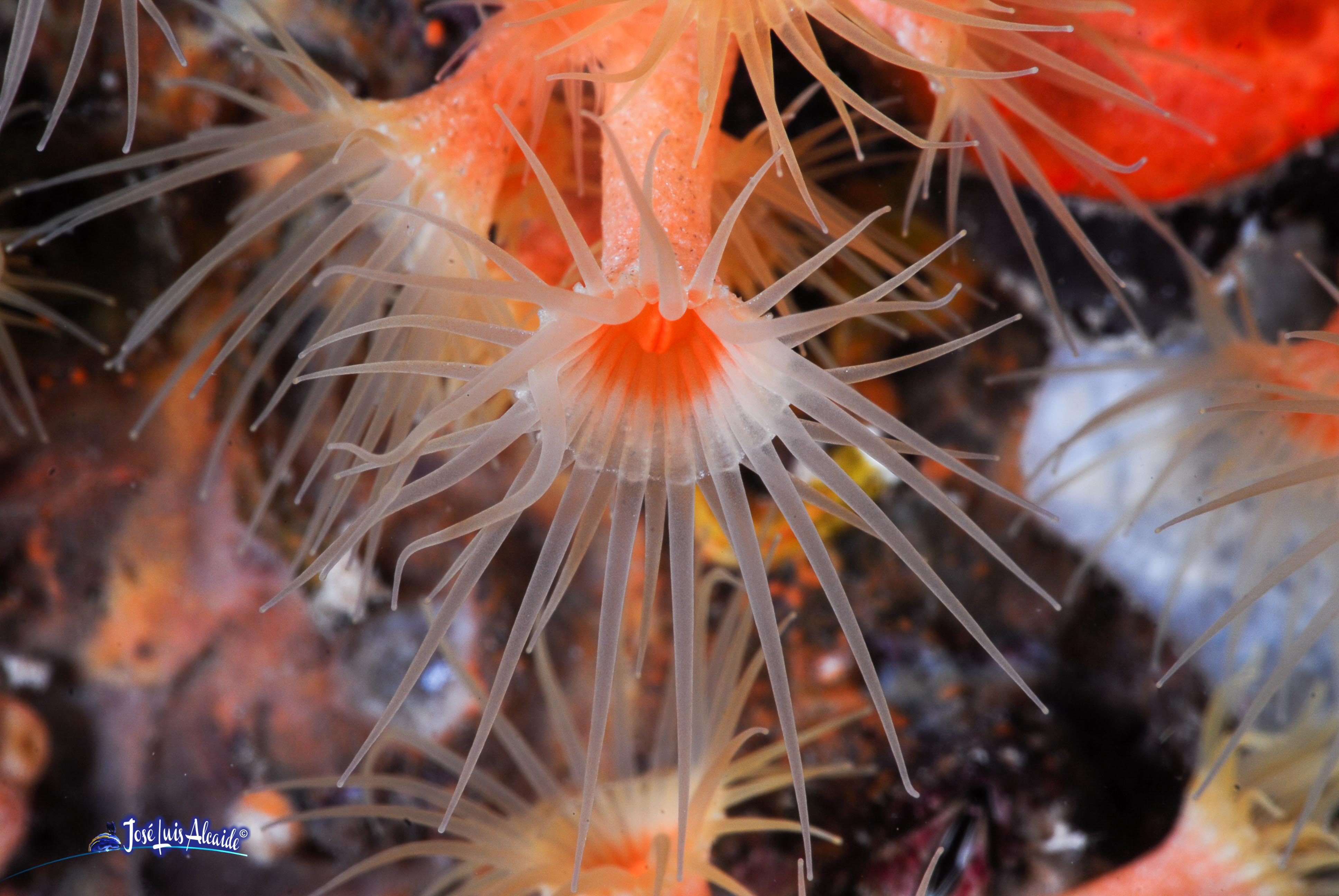 Parazoanthus axinellae coral blando amarillo