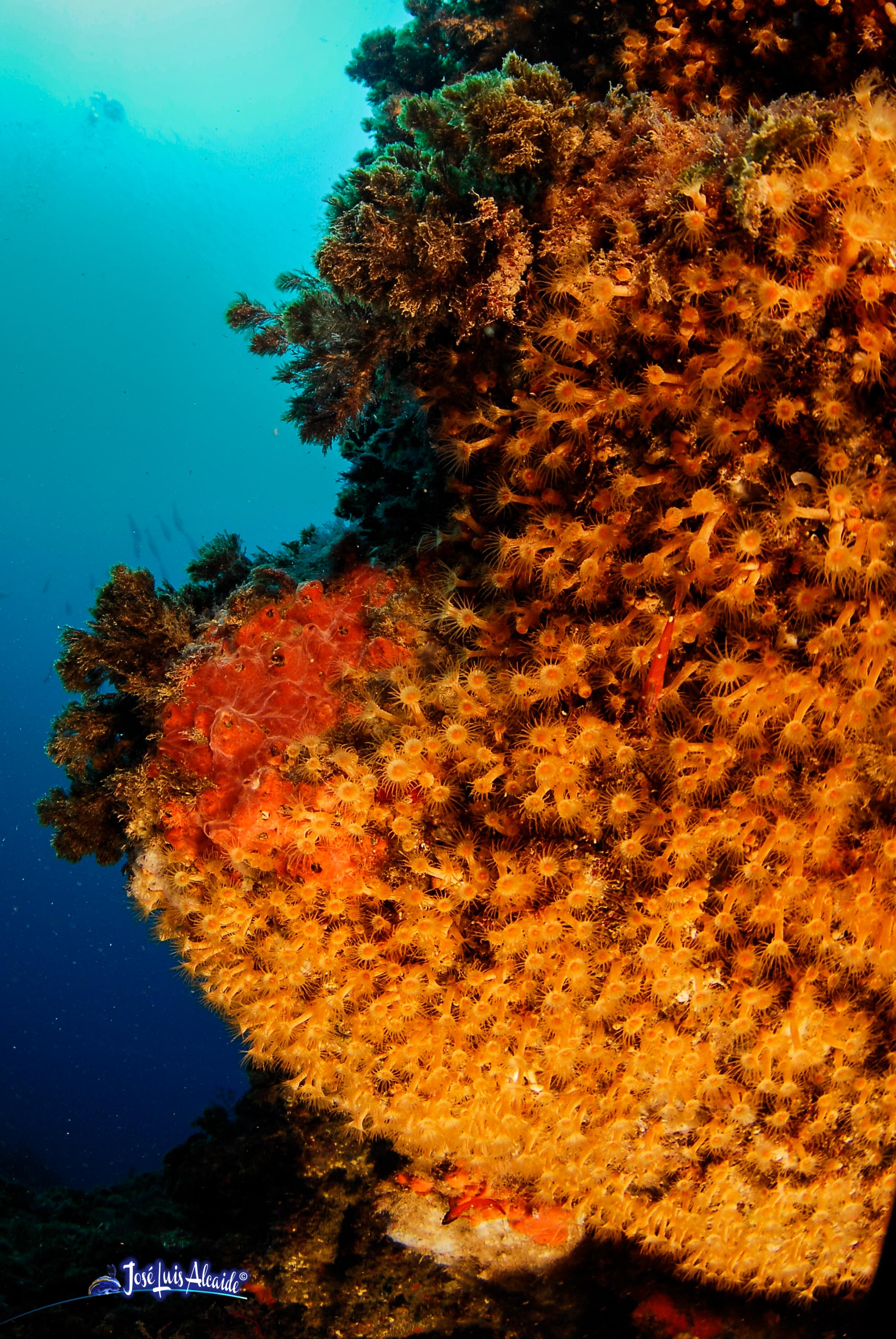 Parazoanthus axinellae coral blando amarillo