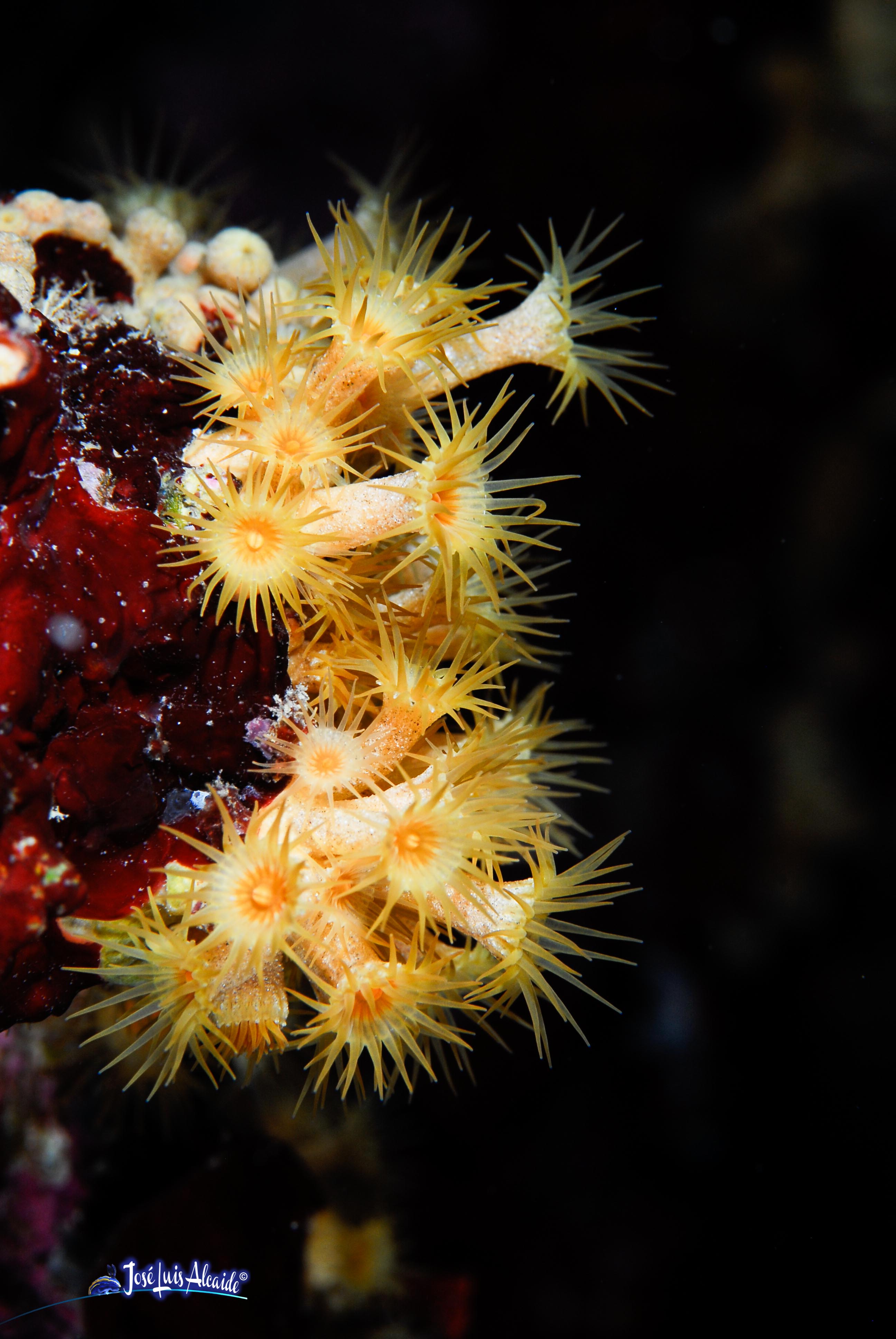 Parazoanthus axinellae coral blando amarillo