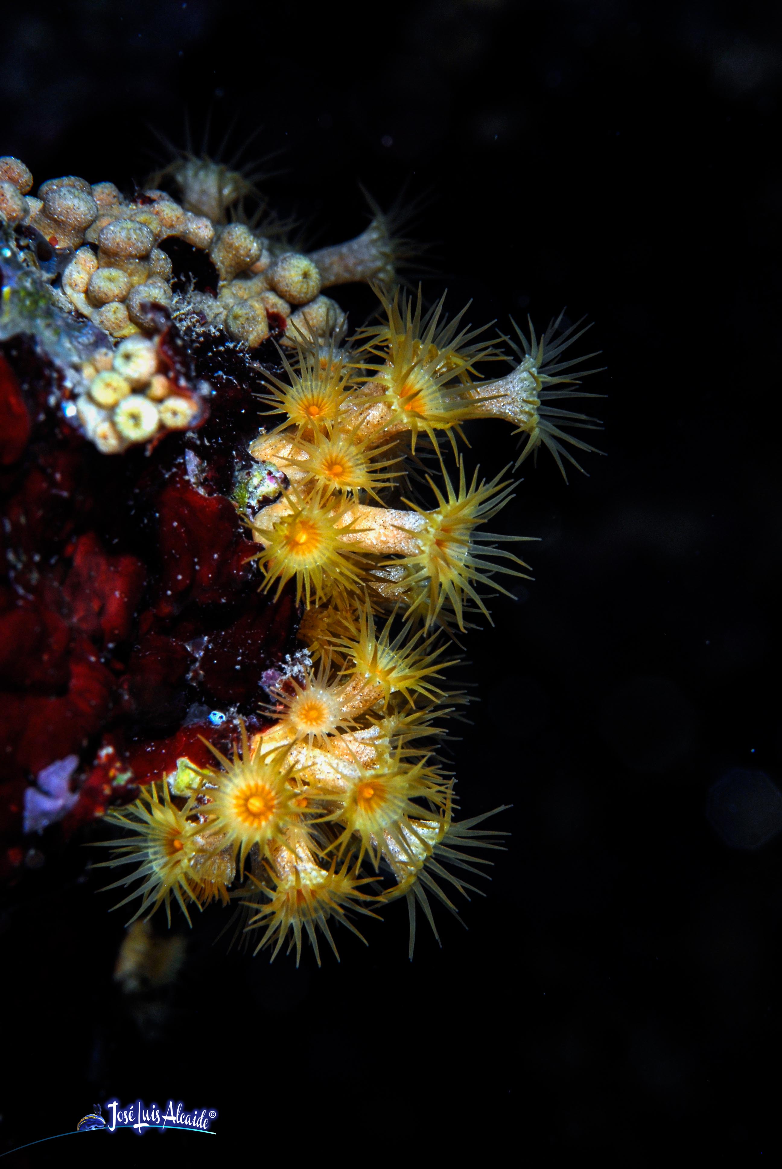 Parazoanthus axinellae coral blando amarillo