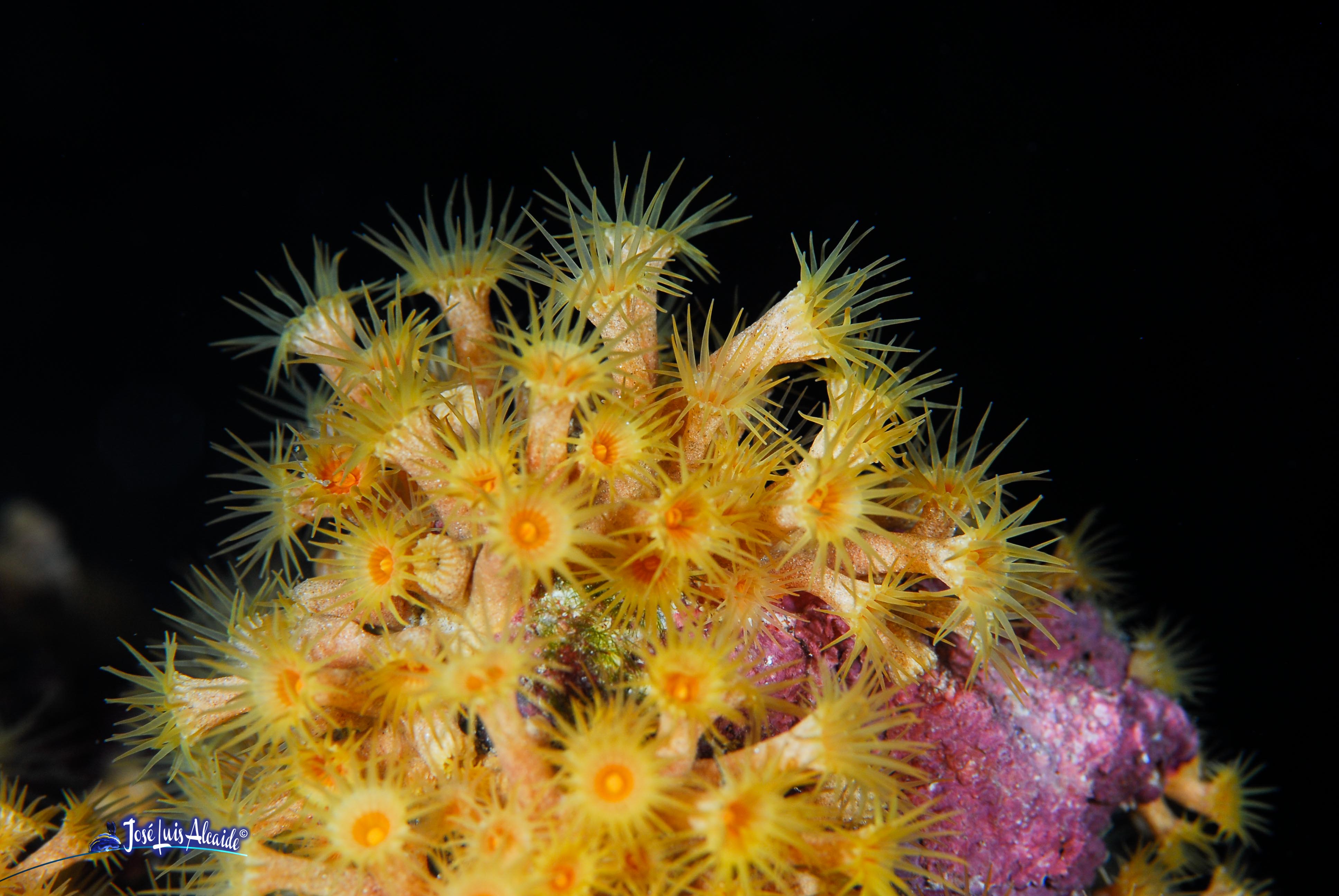 Parazoanthus axinellae coral blando amarillo