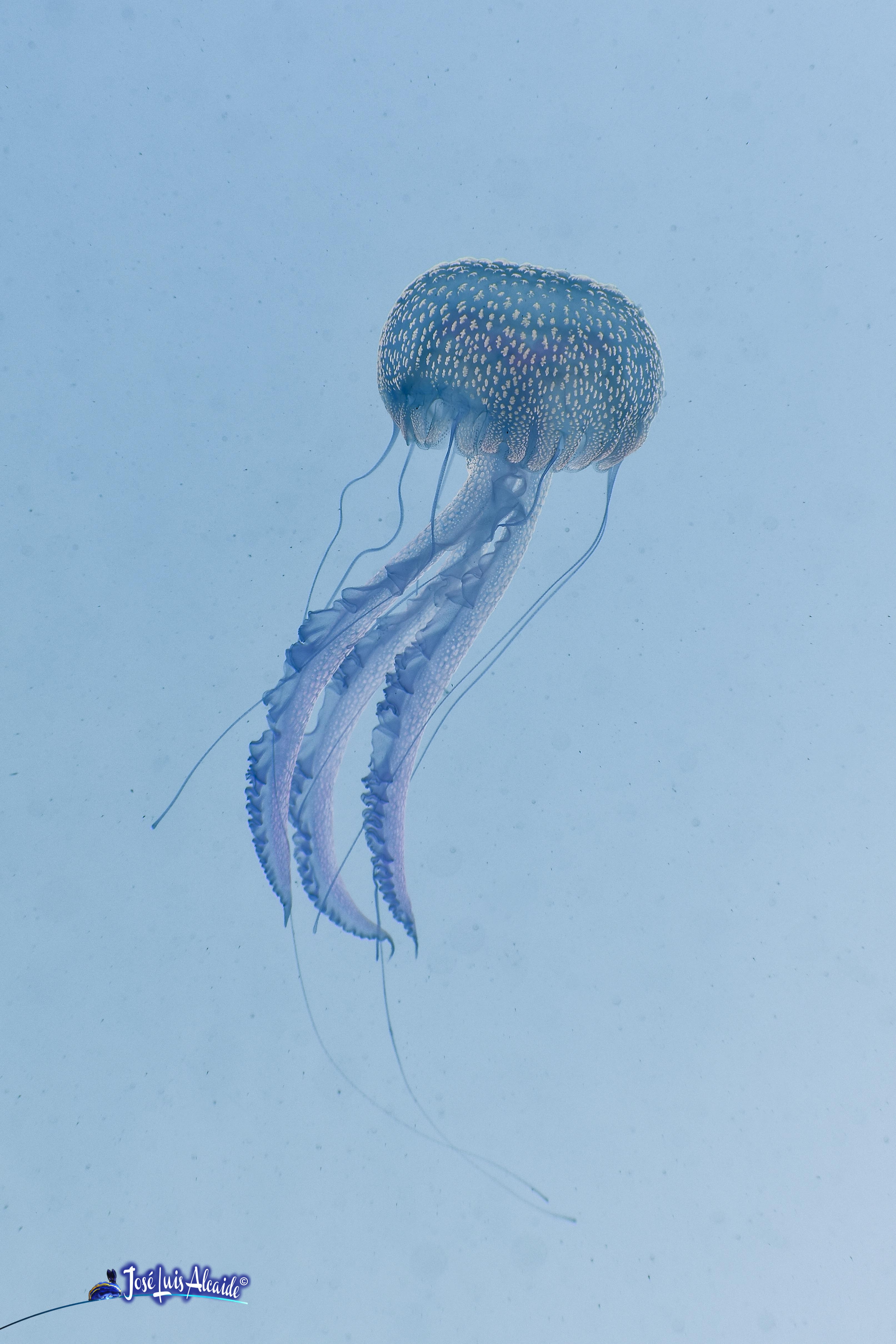 Pelagia noctiluca medusa luminiscente
