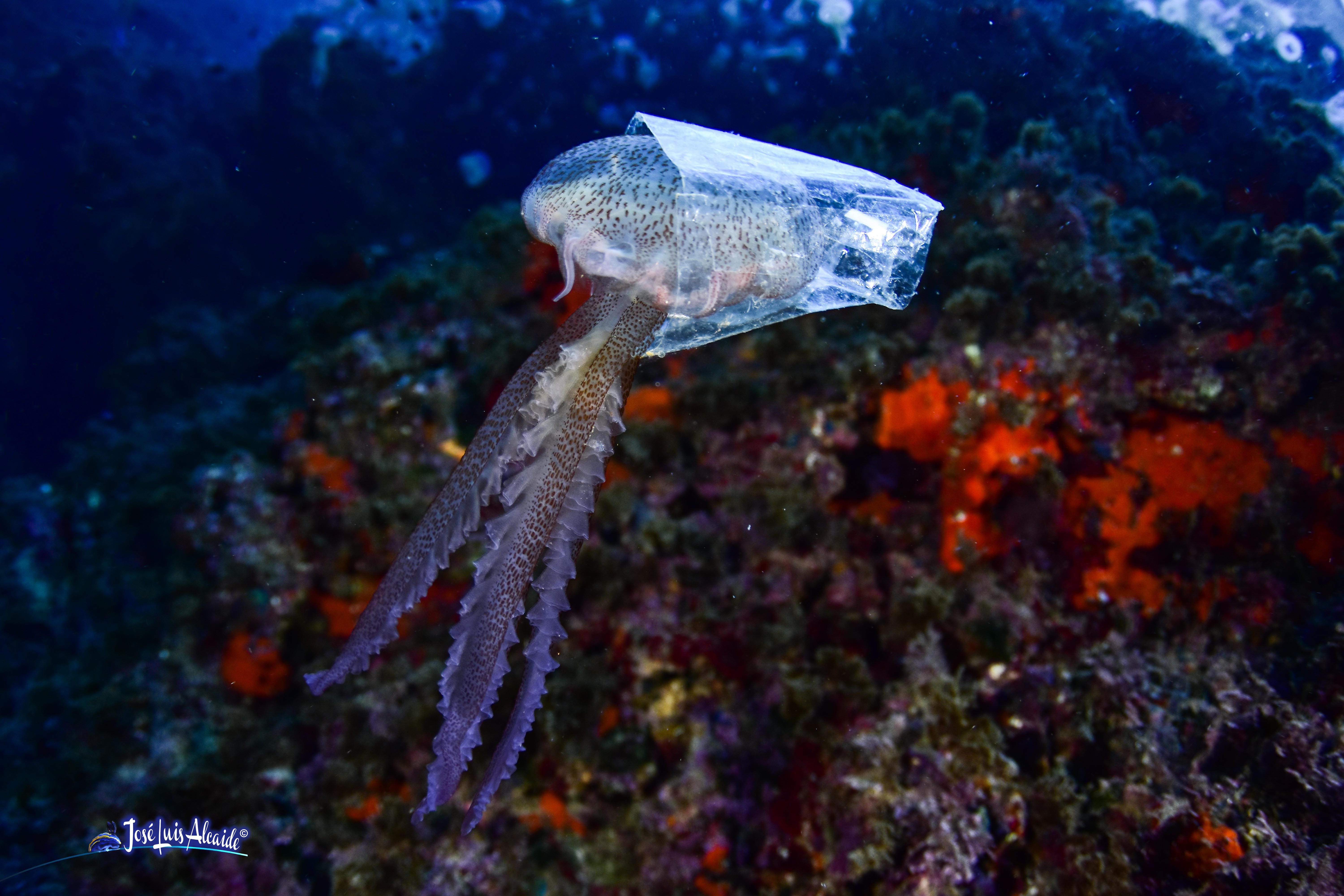Pelagia noctiluca medusa luminiscente