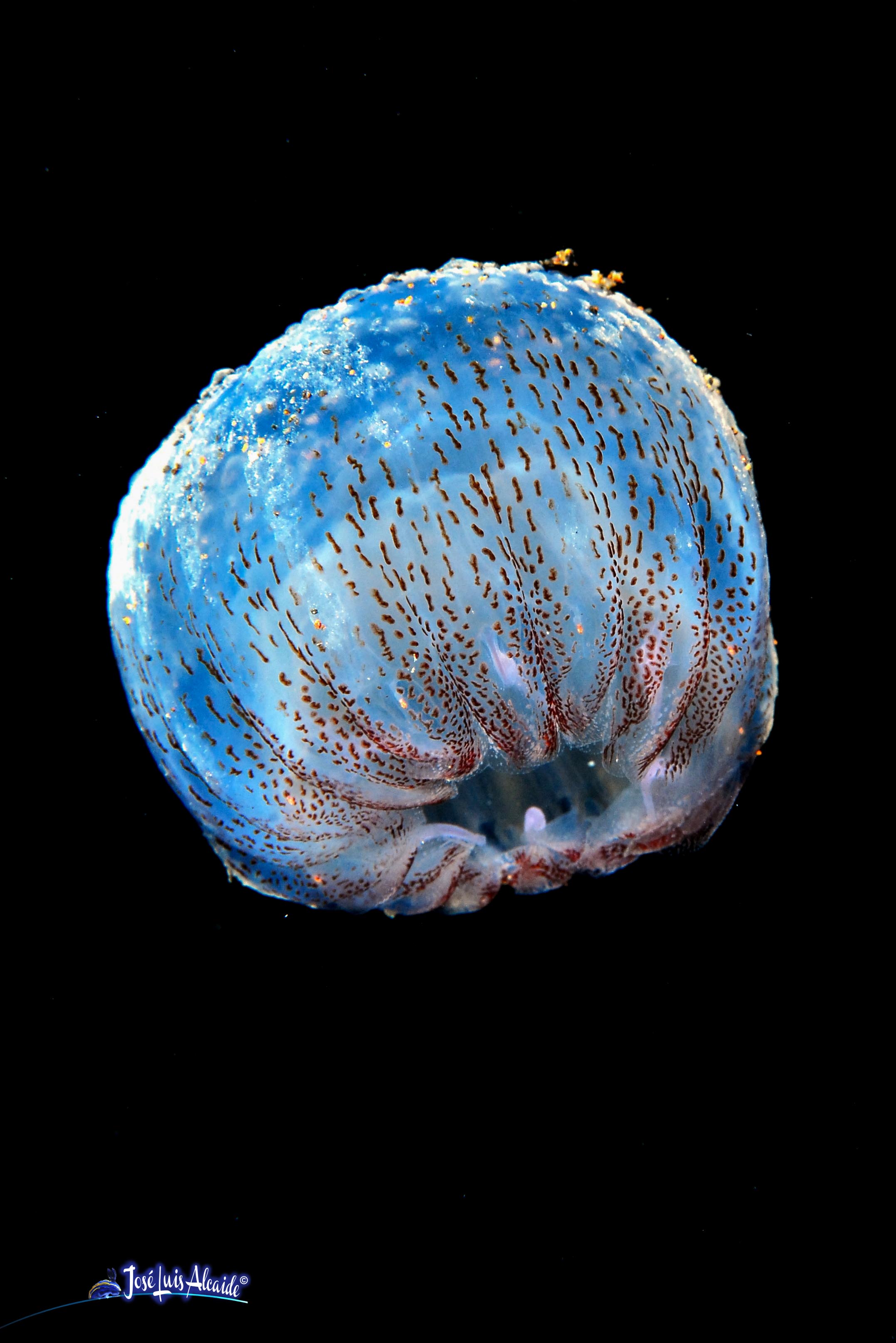 Pelagia noctiluca medusa luminiscente
