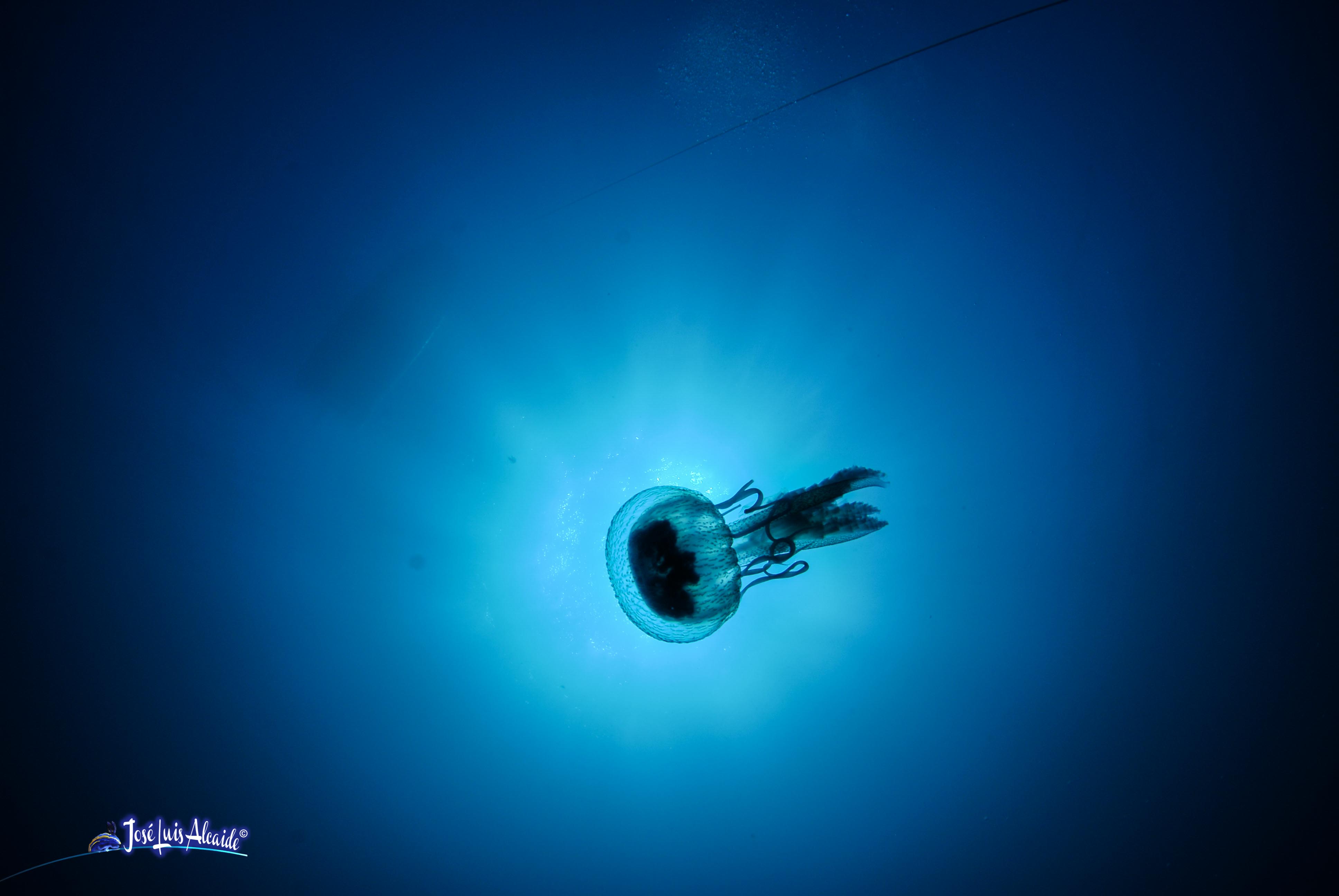 Pelagia noctiluca medusa luminiscente