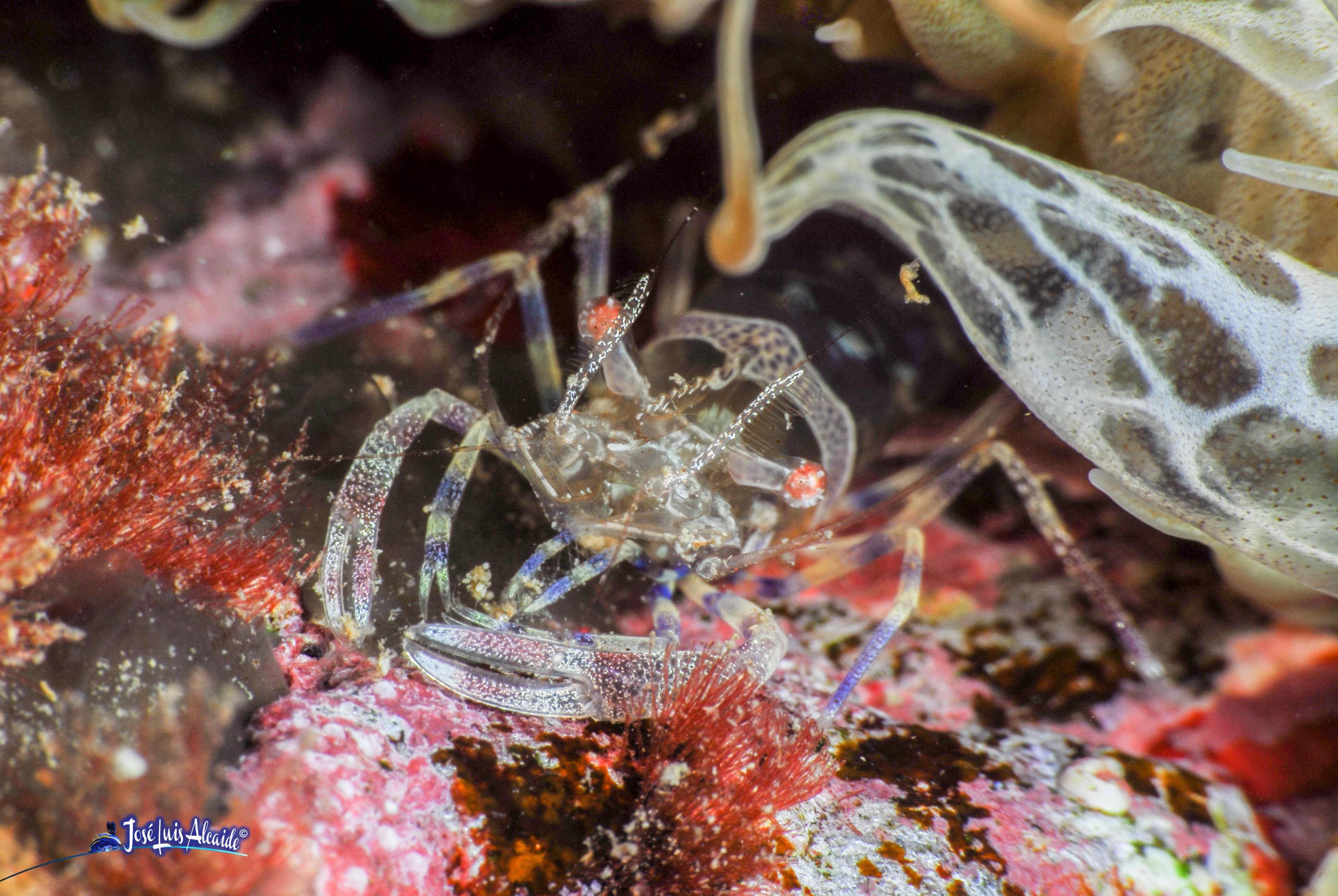 Periclimenes amethysteus