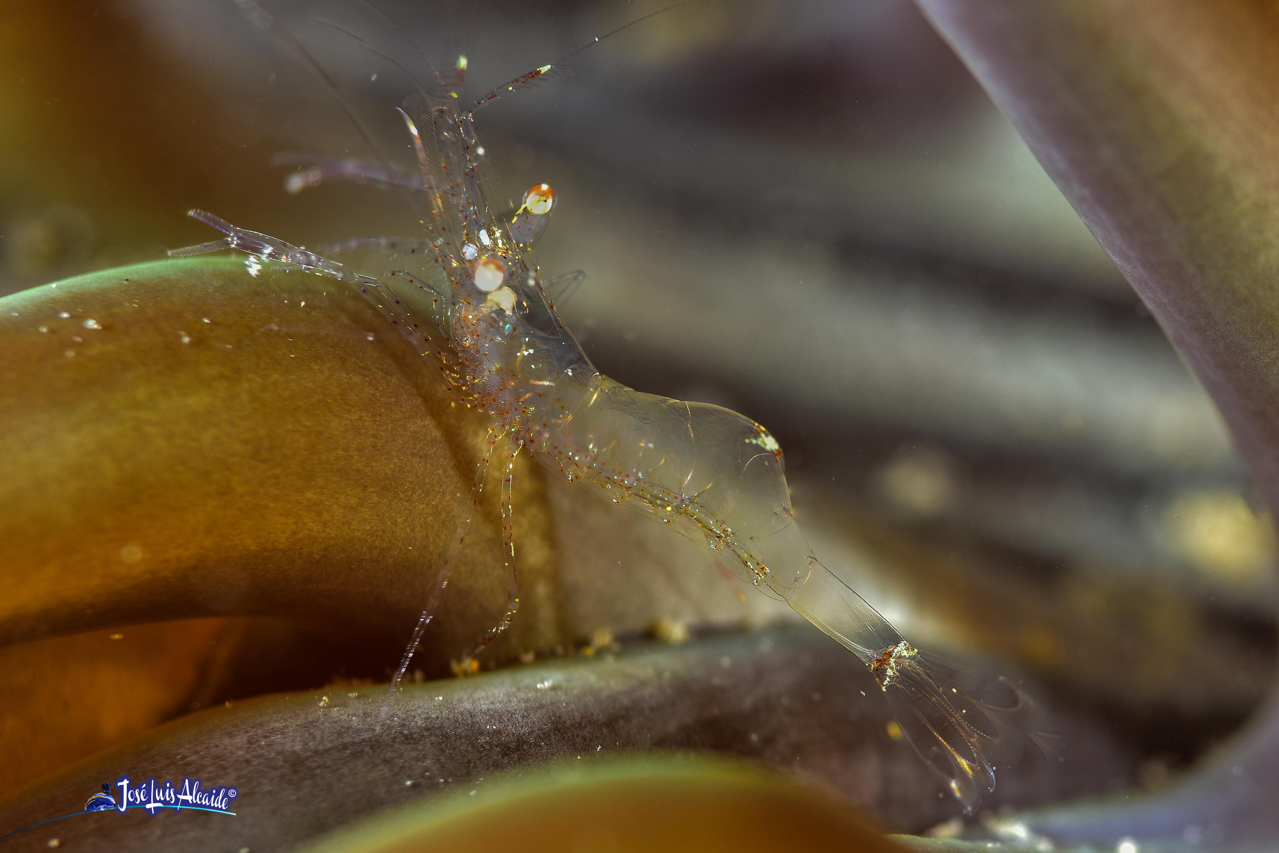 Periclimenes scriptus