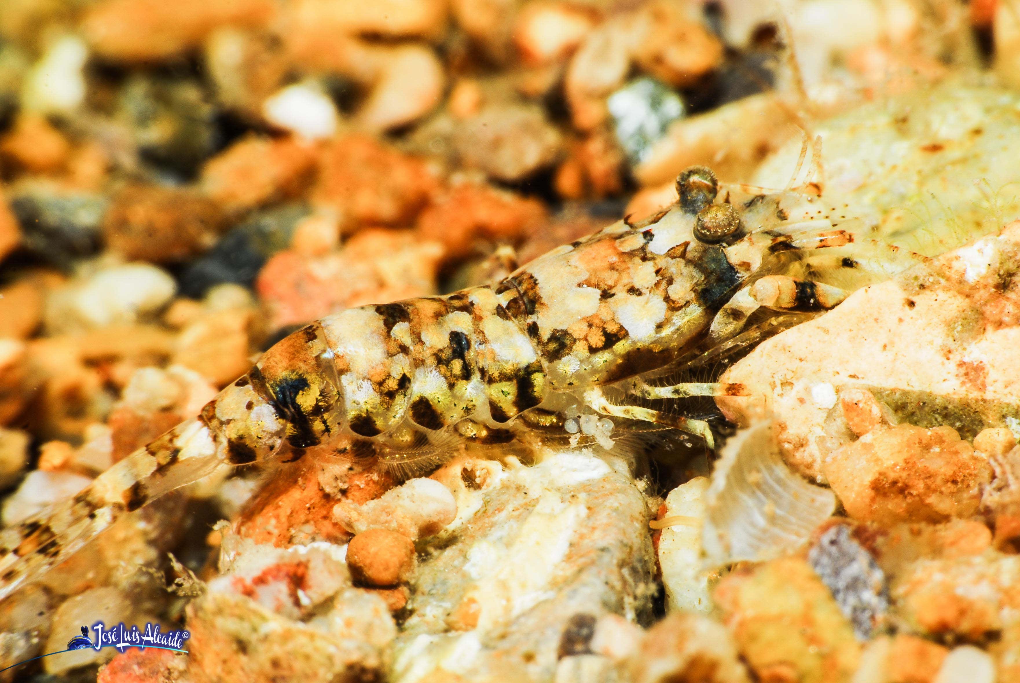 Philocheras fasciatus
