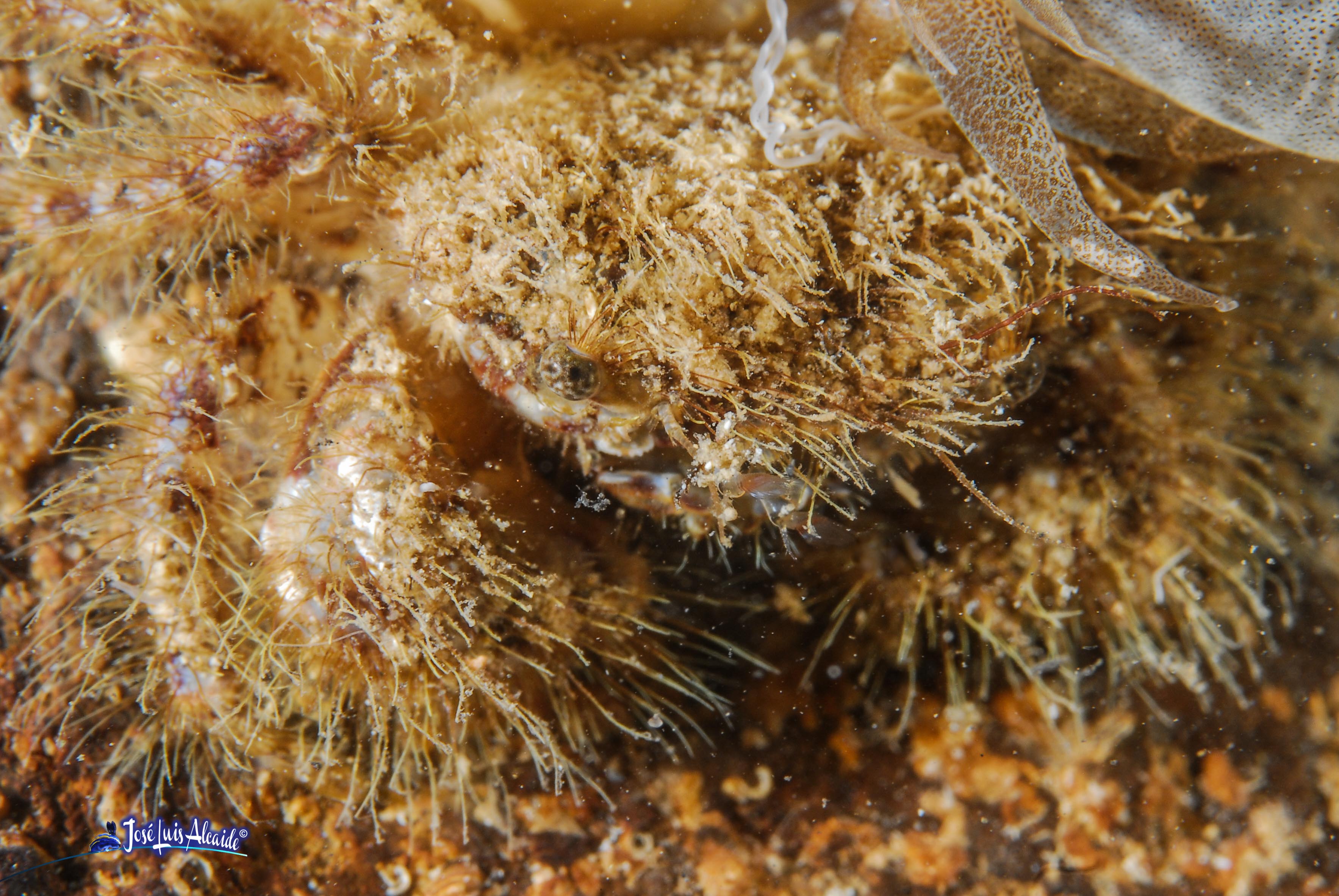 Pilumnus villosissimus cangrejo peludo