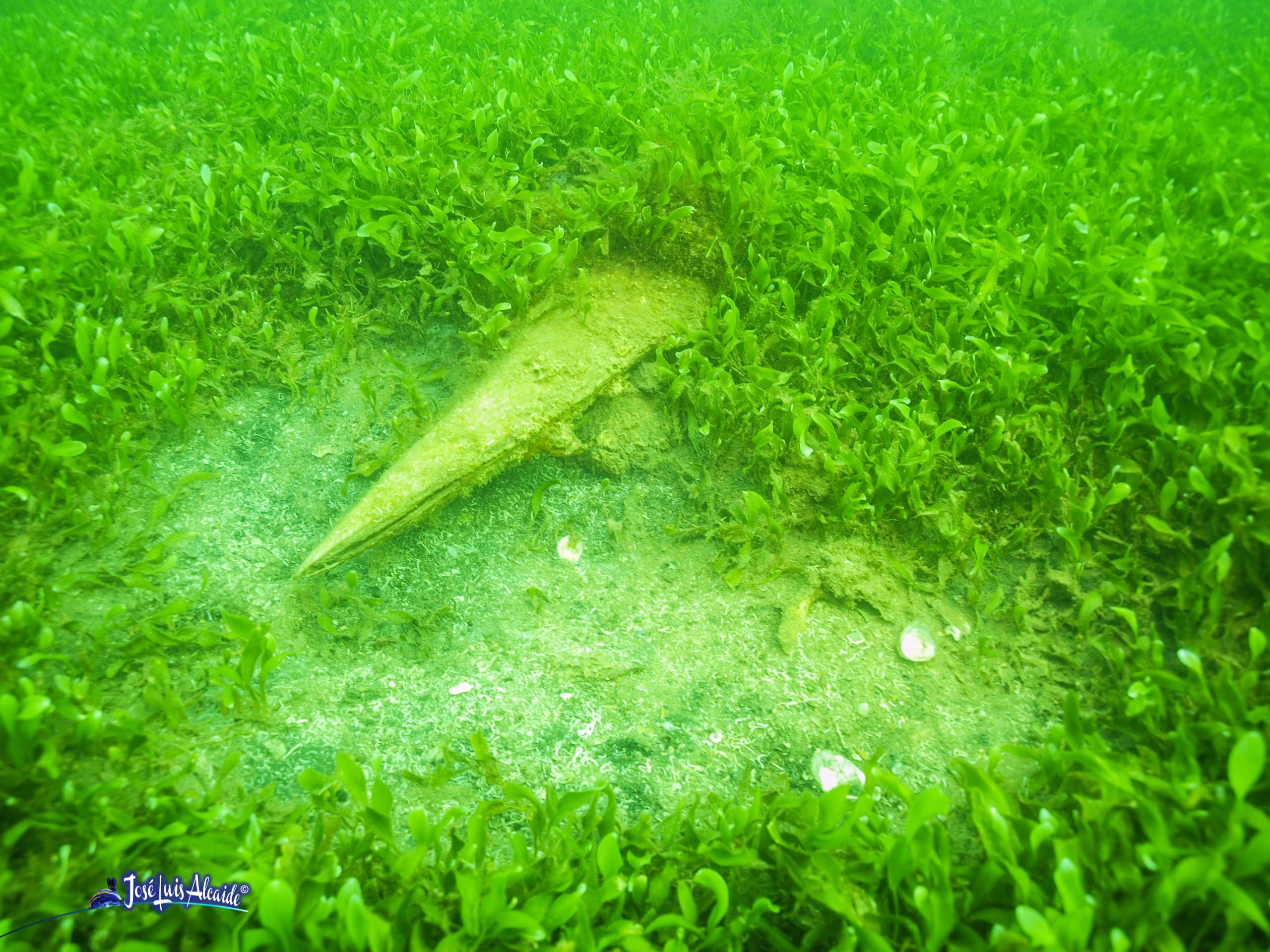 Pinna nobilis nacra lisa