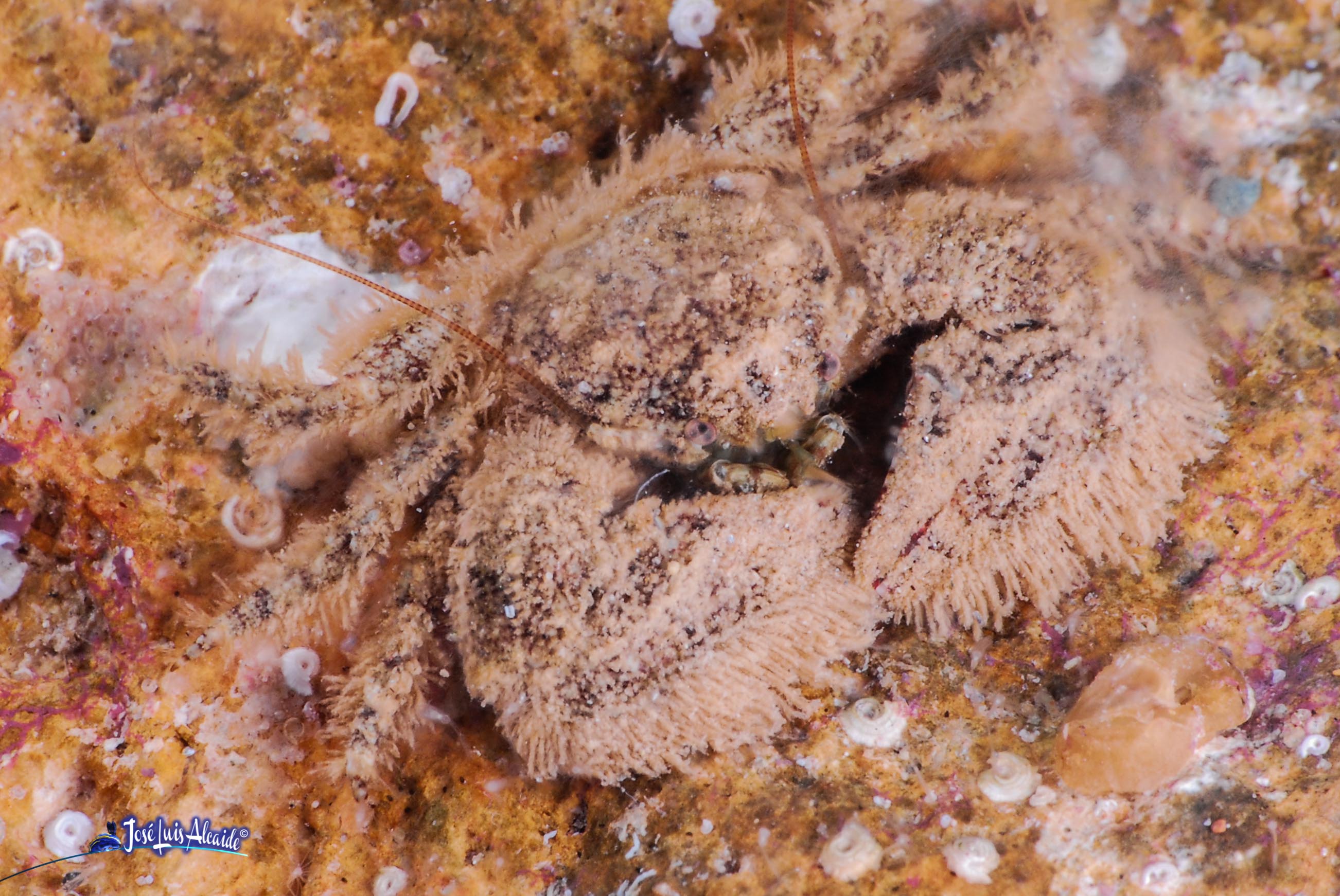 Porcellana platycheles cangrejo peludo