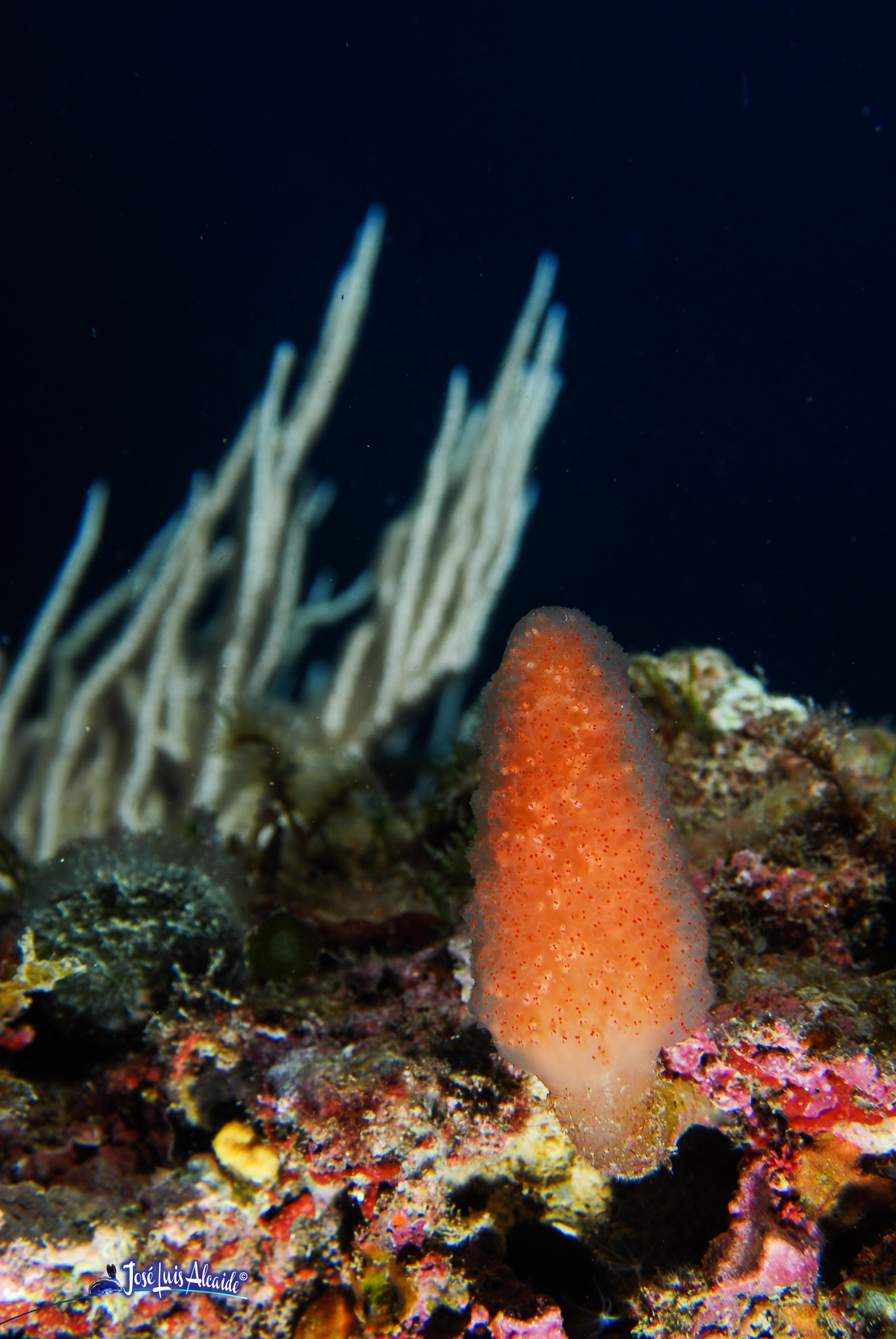 Pseudodistoma cyrnusense