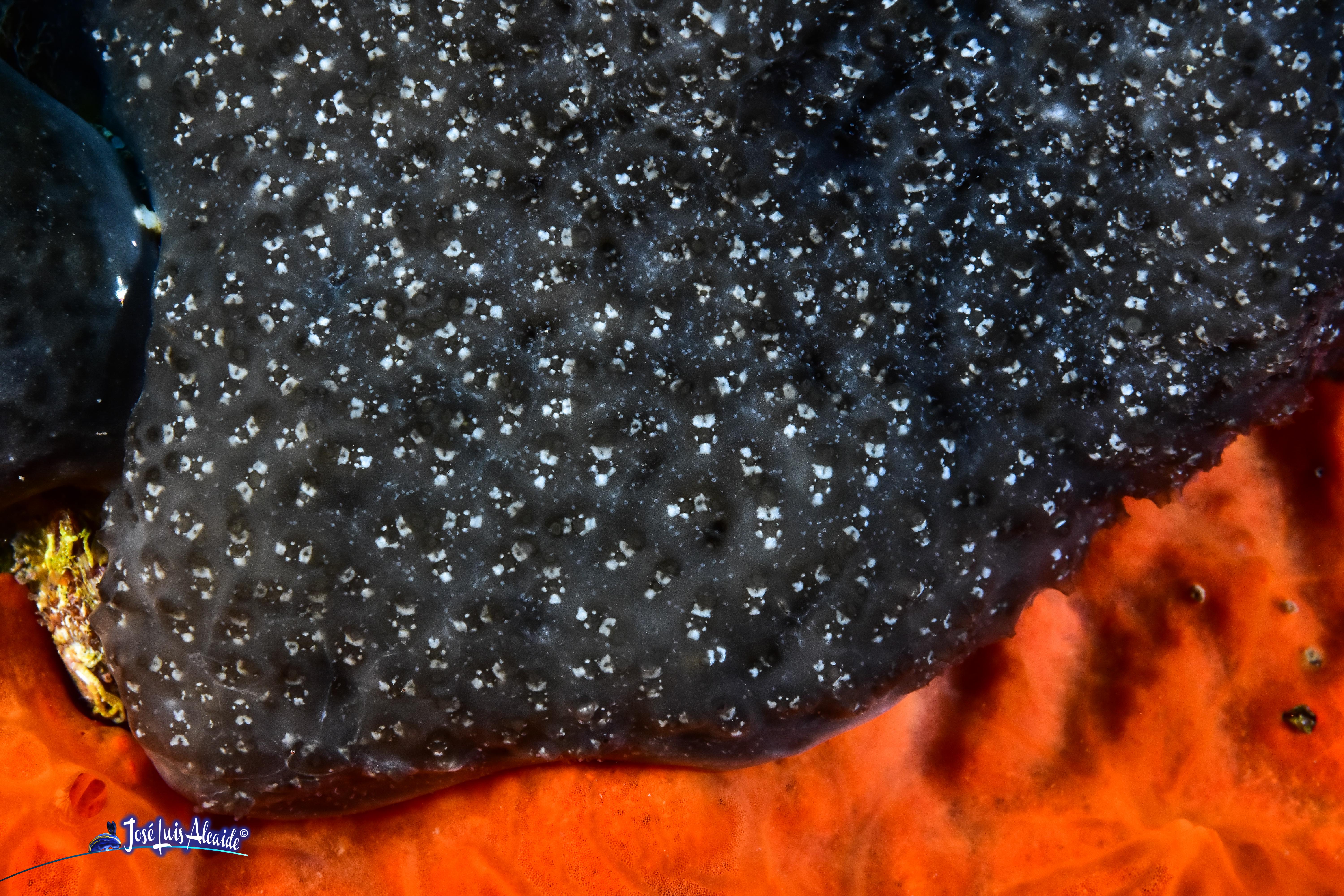 Pseudodistoma obscurum