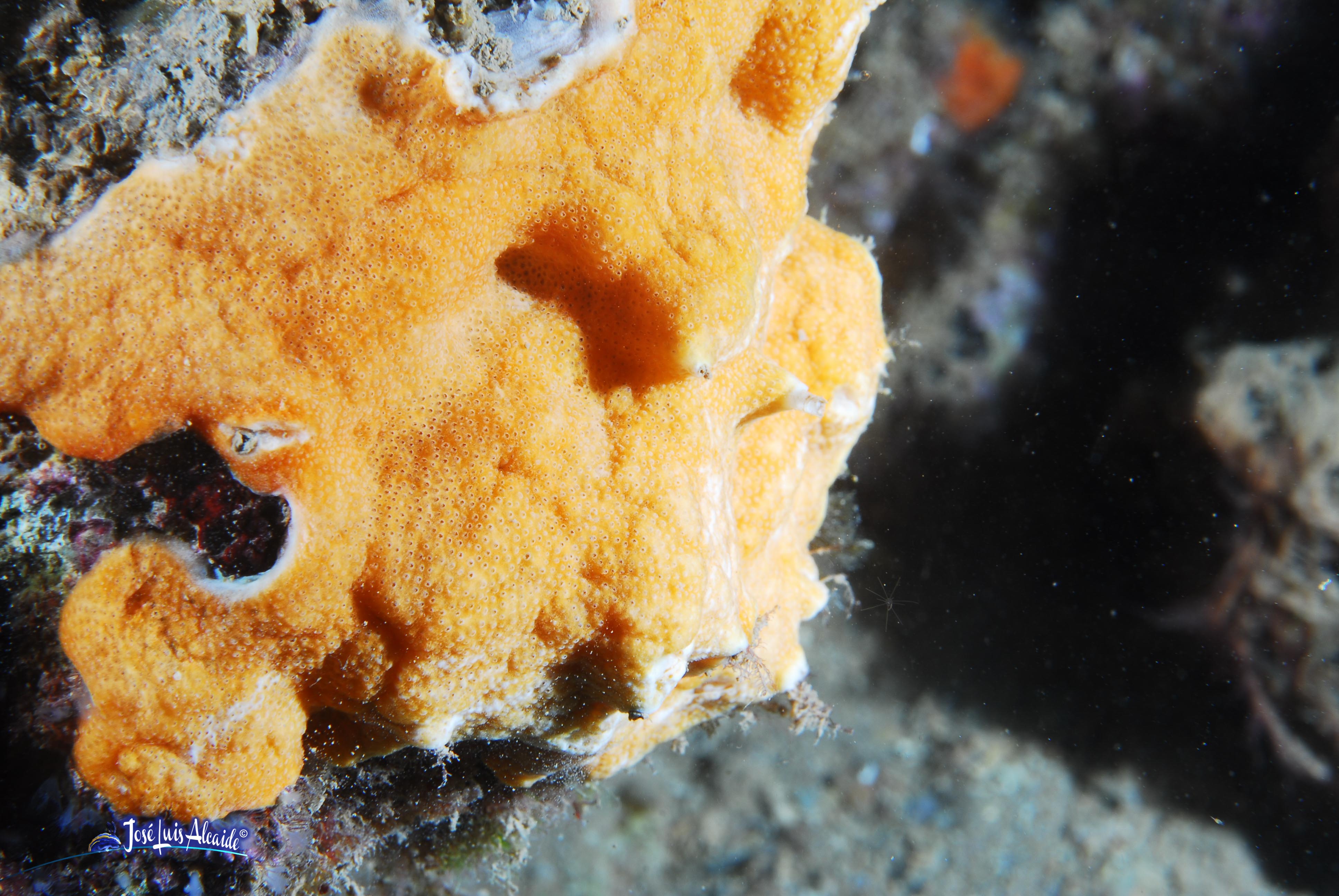 Pseudodistoma obscurum