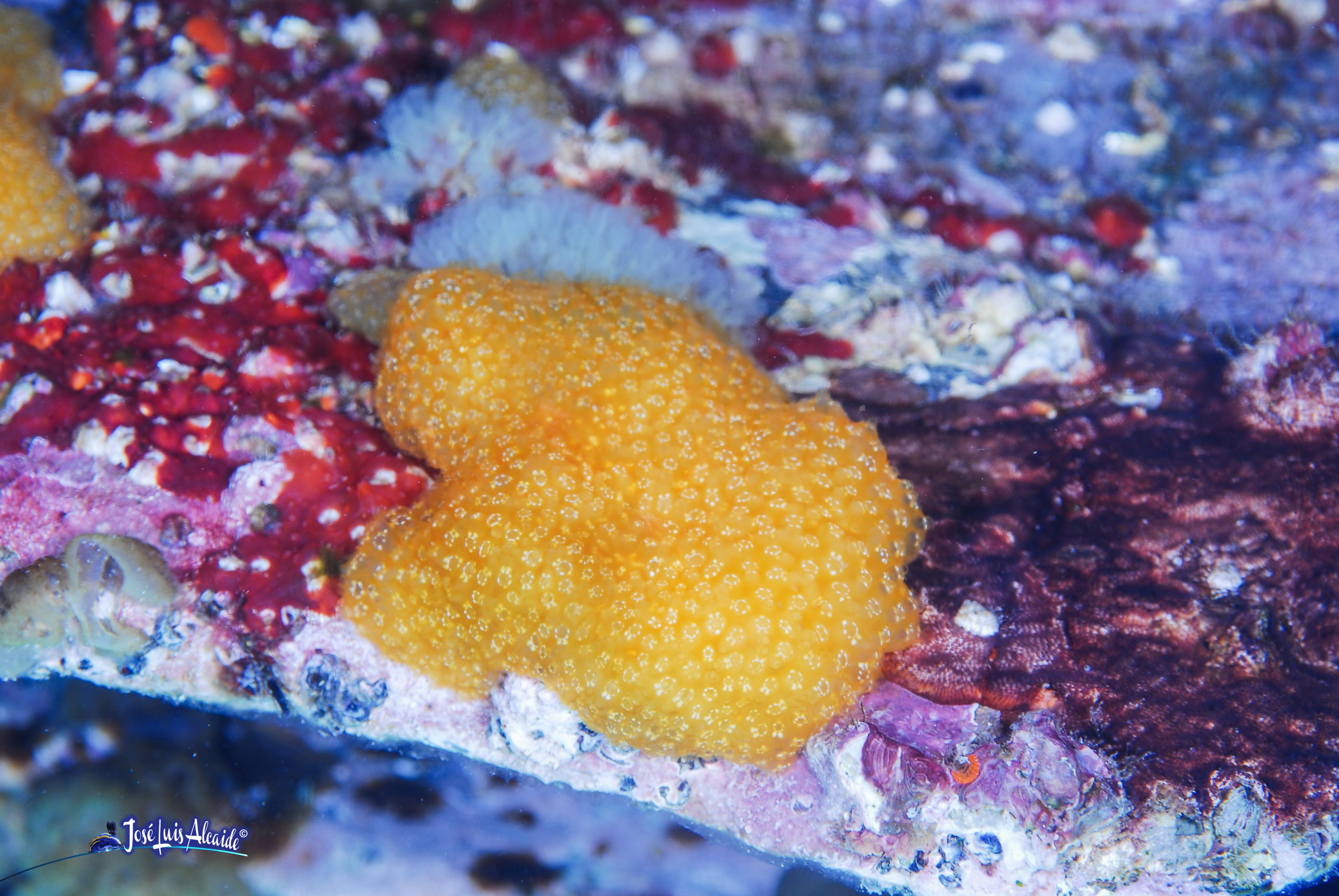 Pseudodistoma obscurum