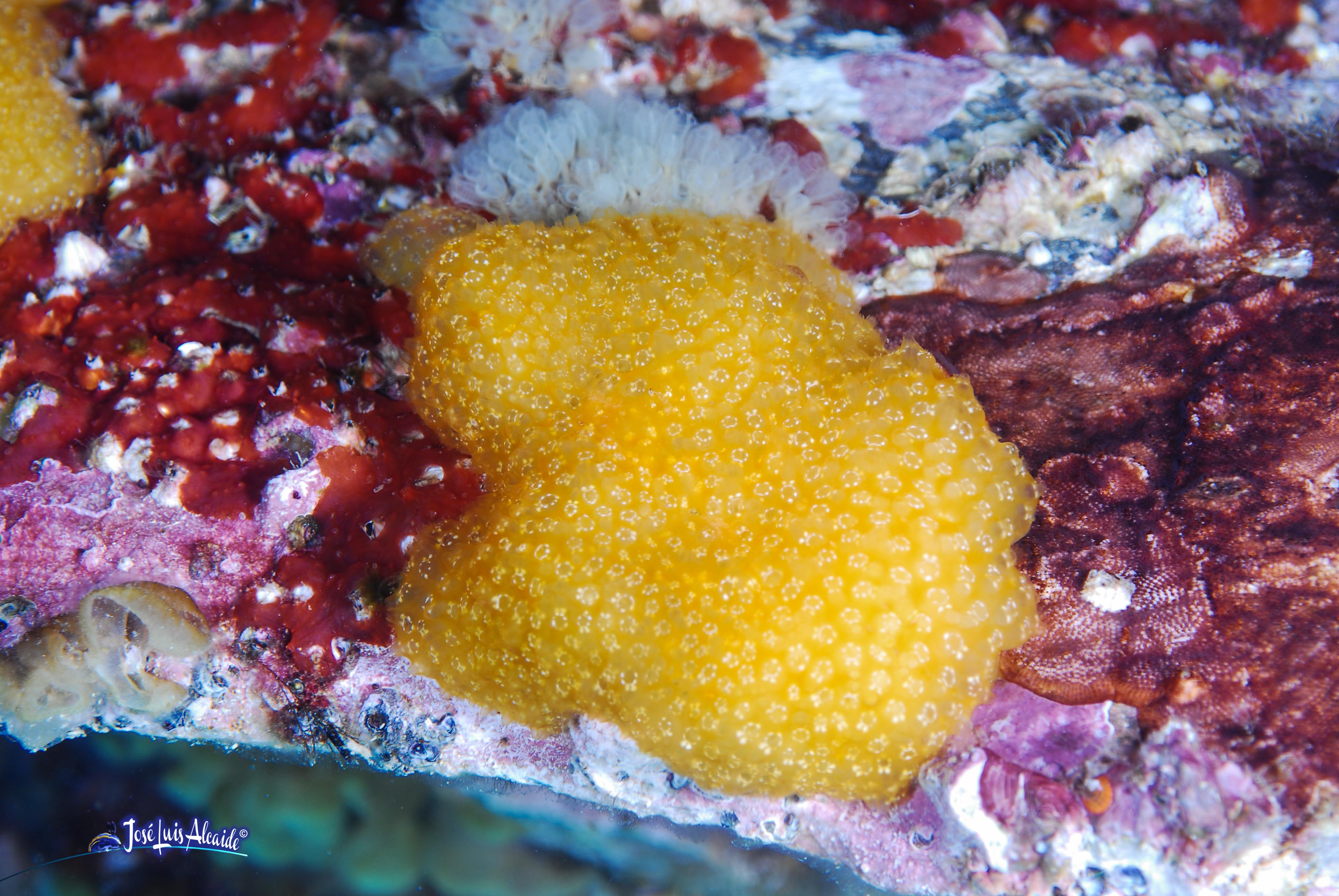 Pseudodistoma obscurum