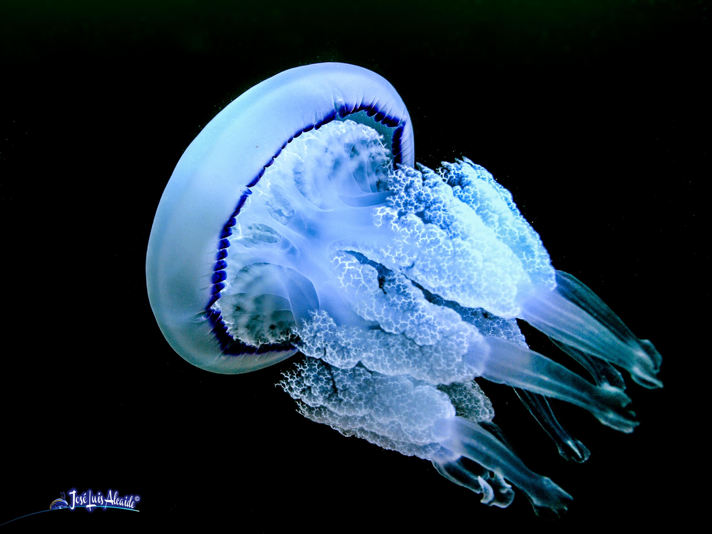 Rhizostoma pulmo agua mala