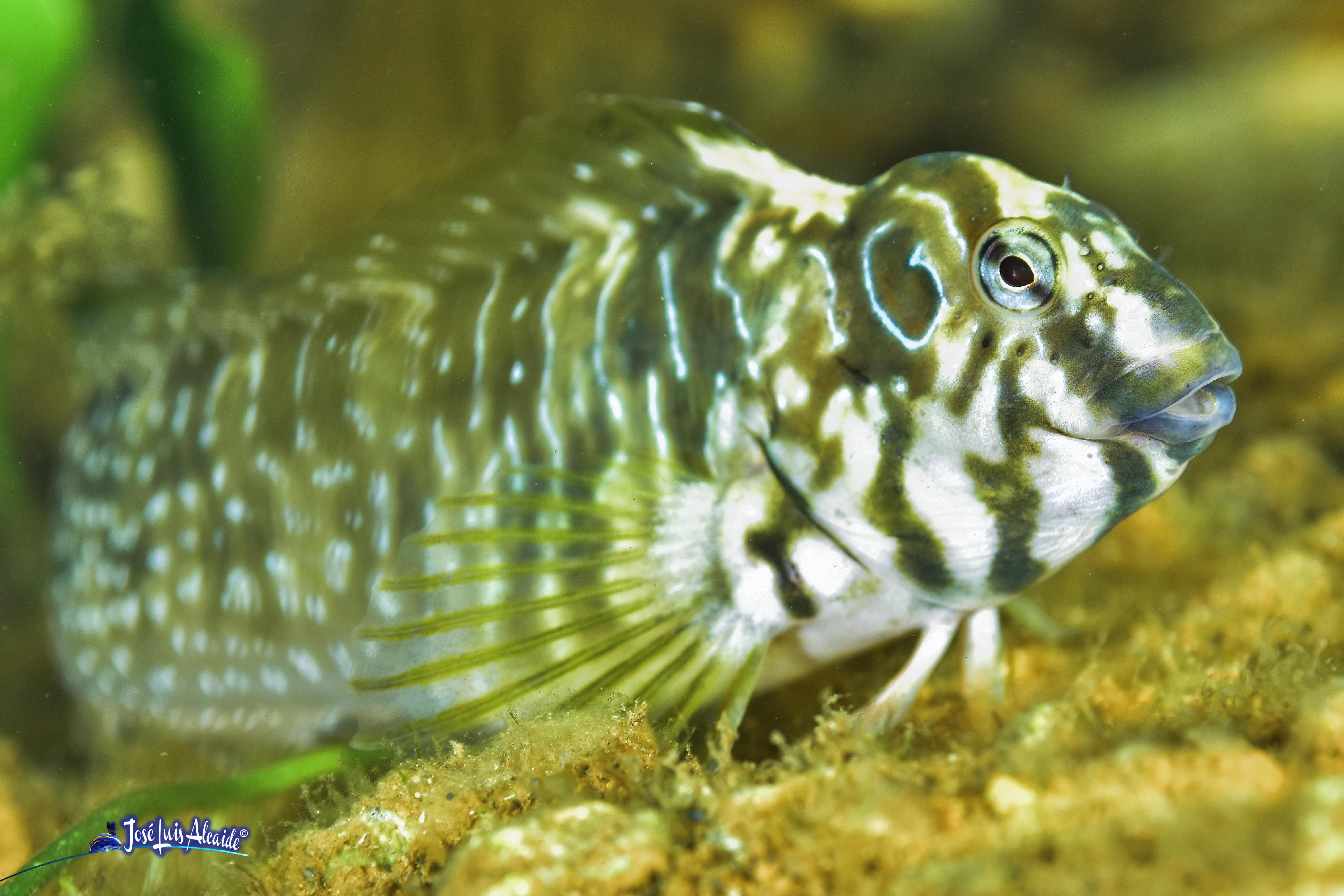 Salaria pavo gallerbo