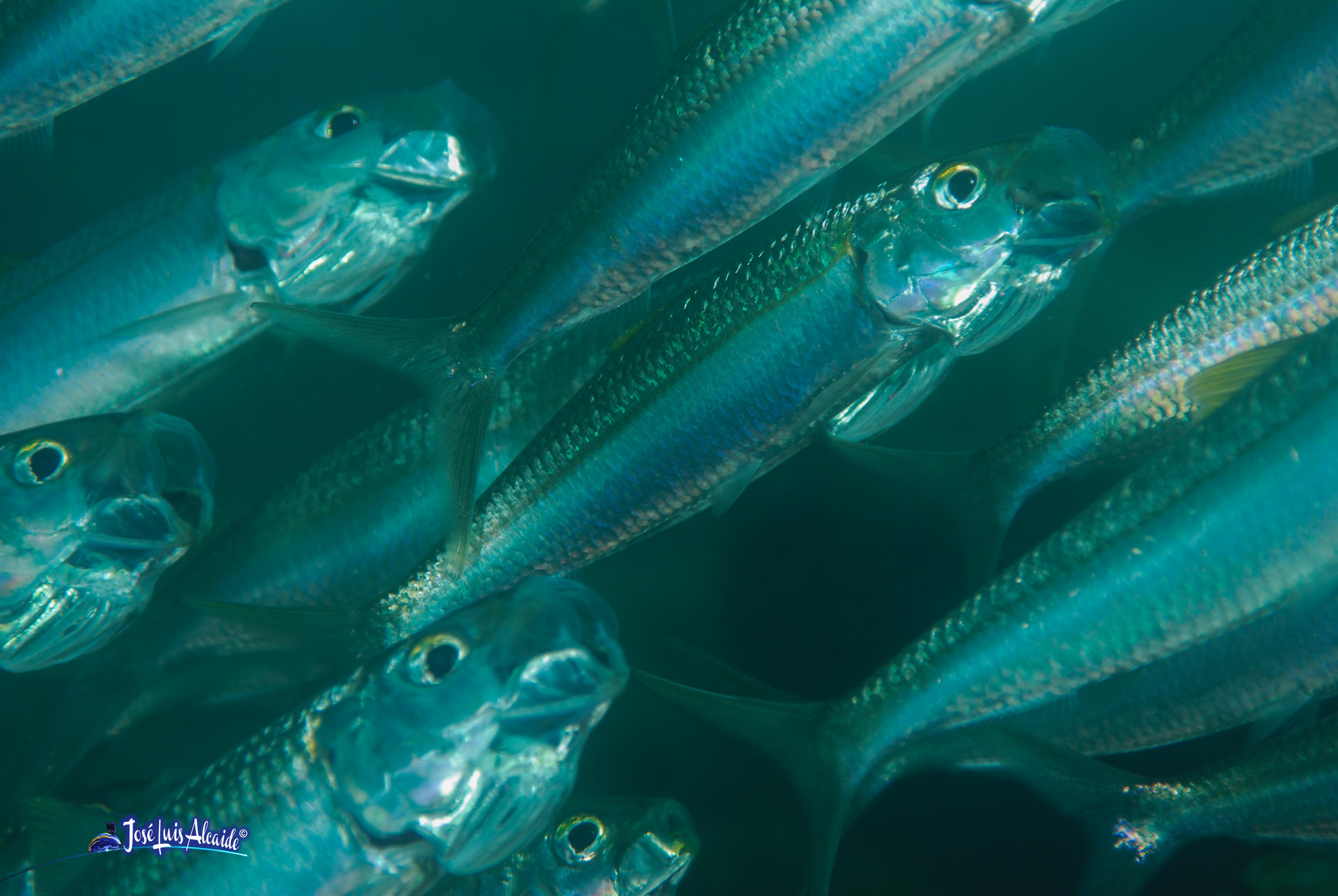 Sardinella aurita alacha