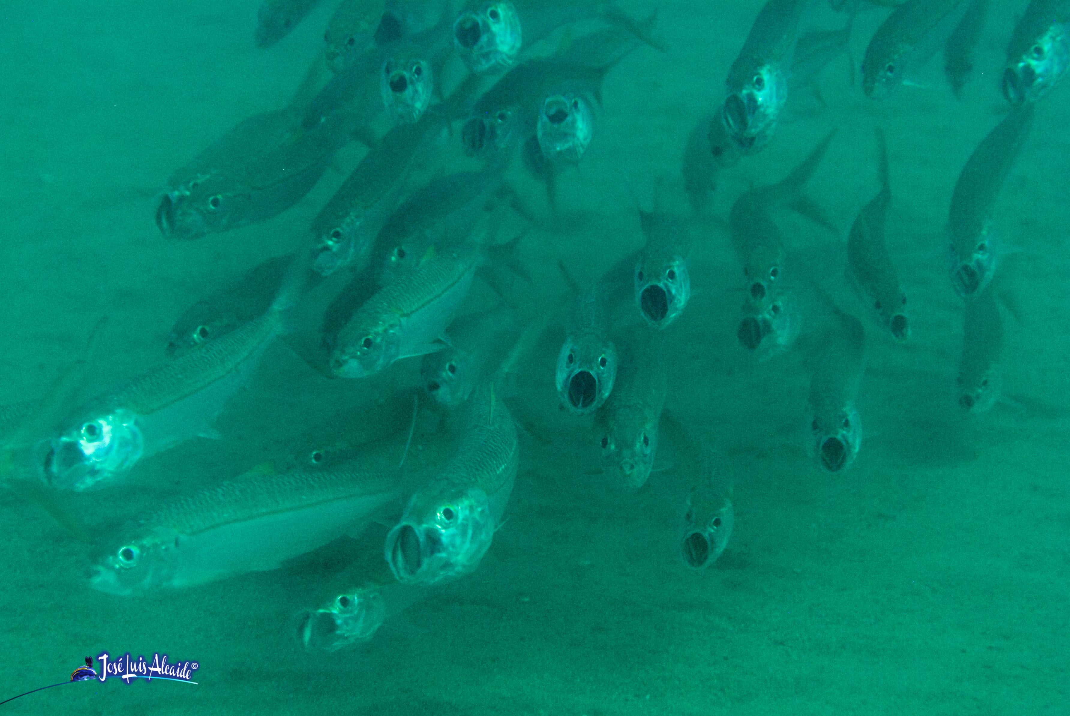 Sardinella aurita alacha