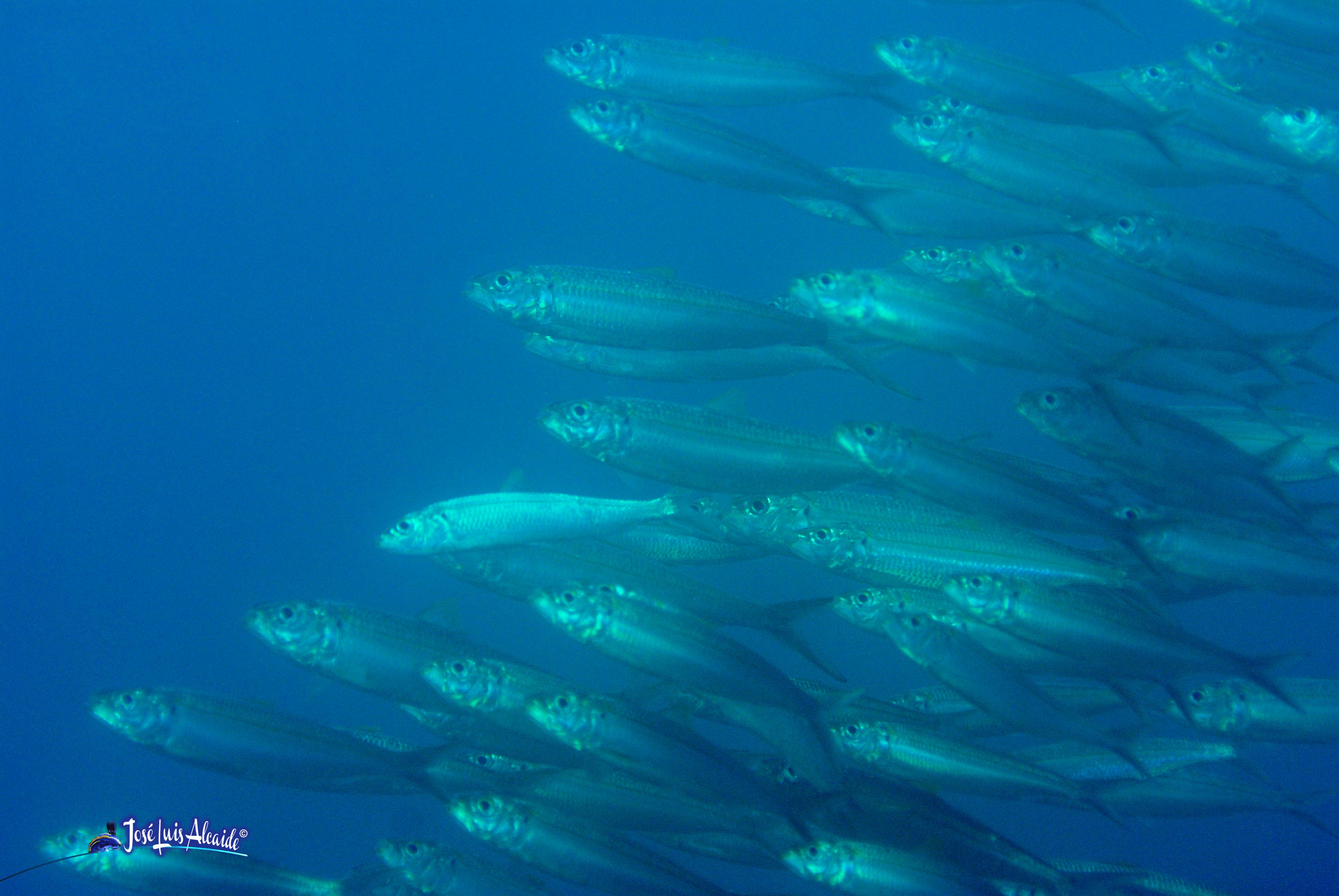 Sardinella aurita alacha