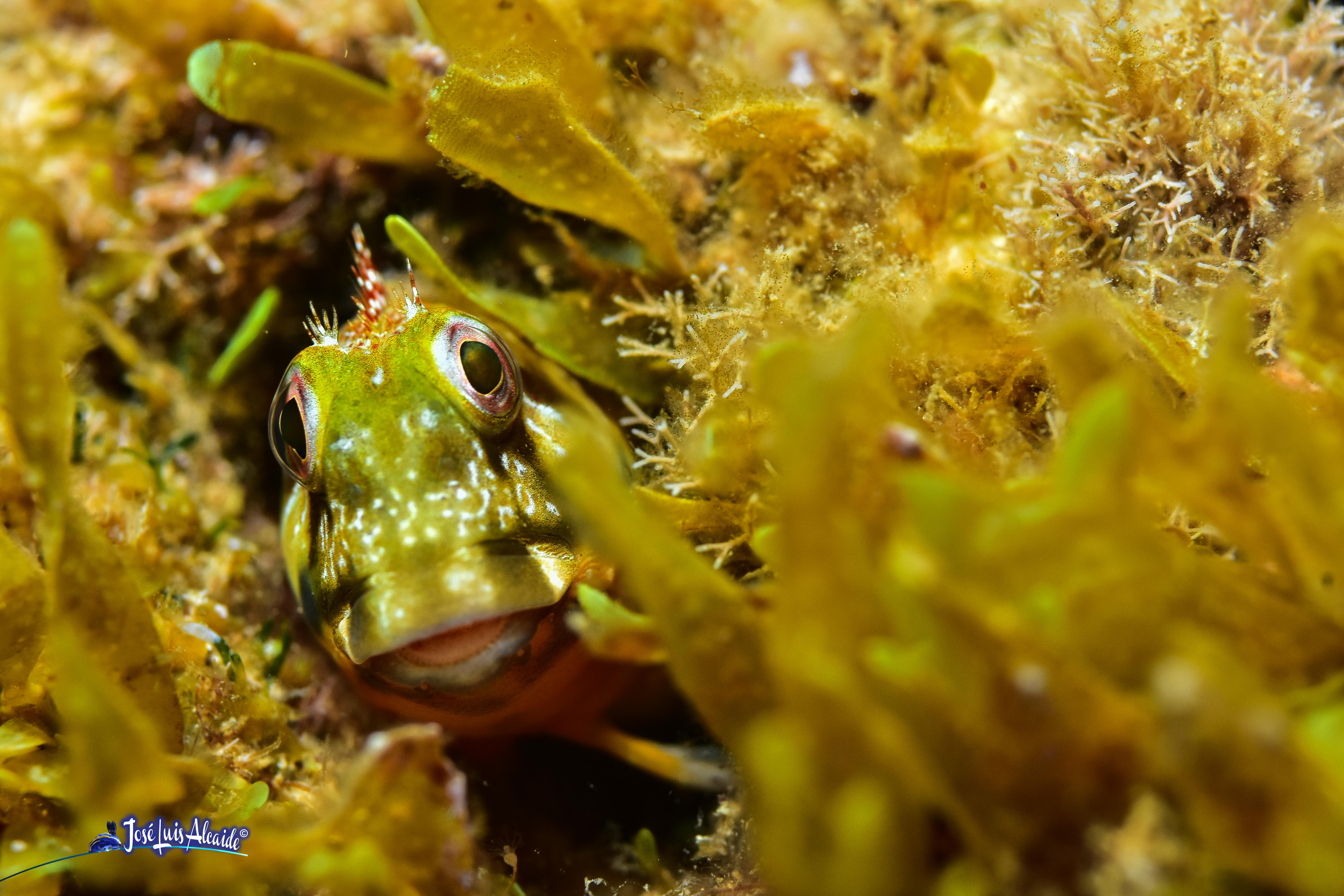 Scartella cristata blenio peineta