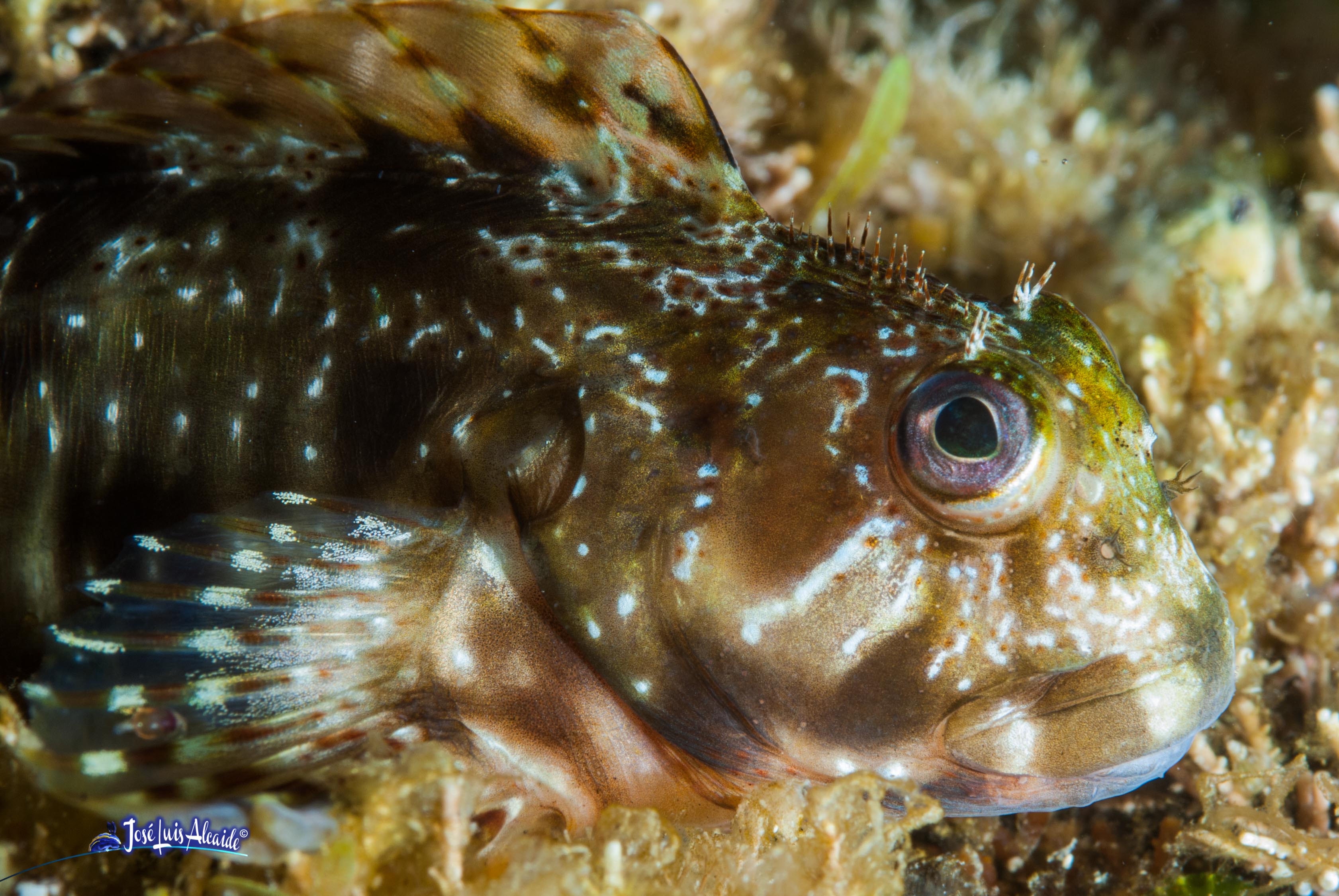 Scartella cristata blenio peineta