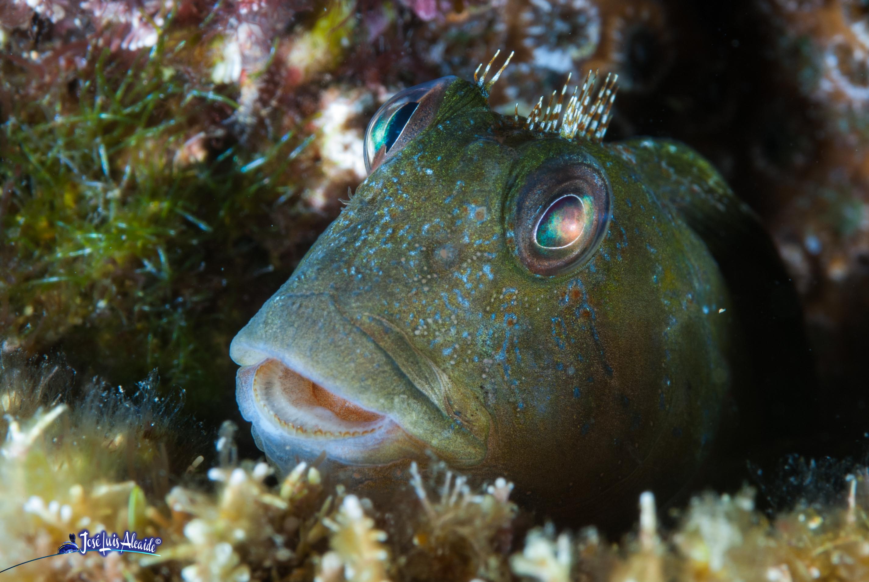 Scartella cristata blenio peineta