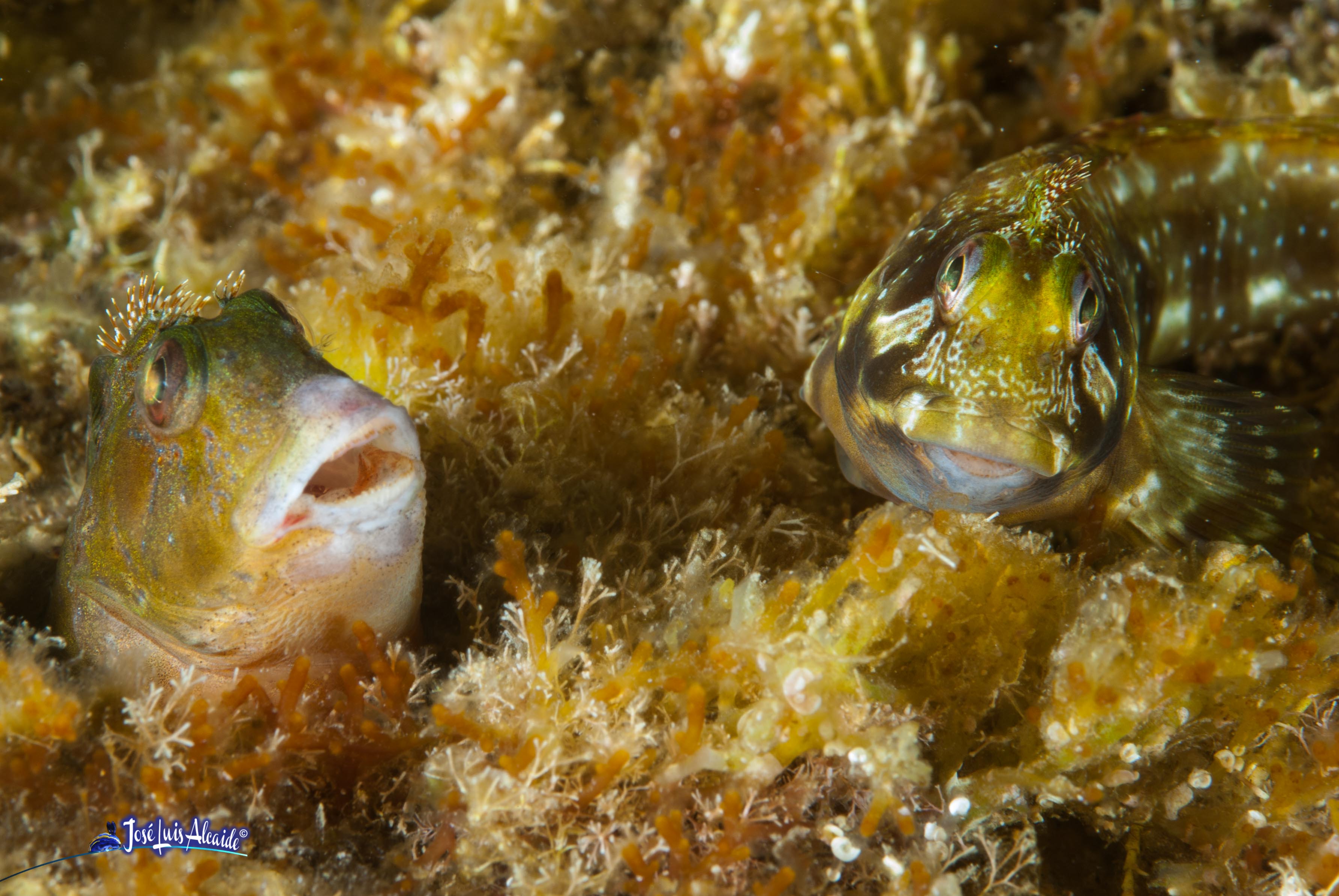 Scartella cristata blenio peineta