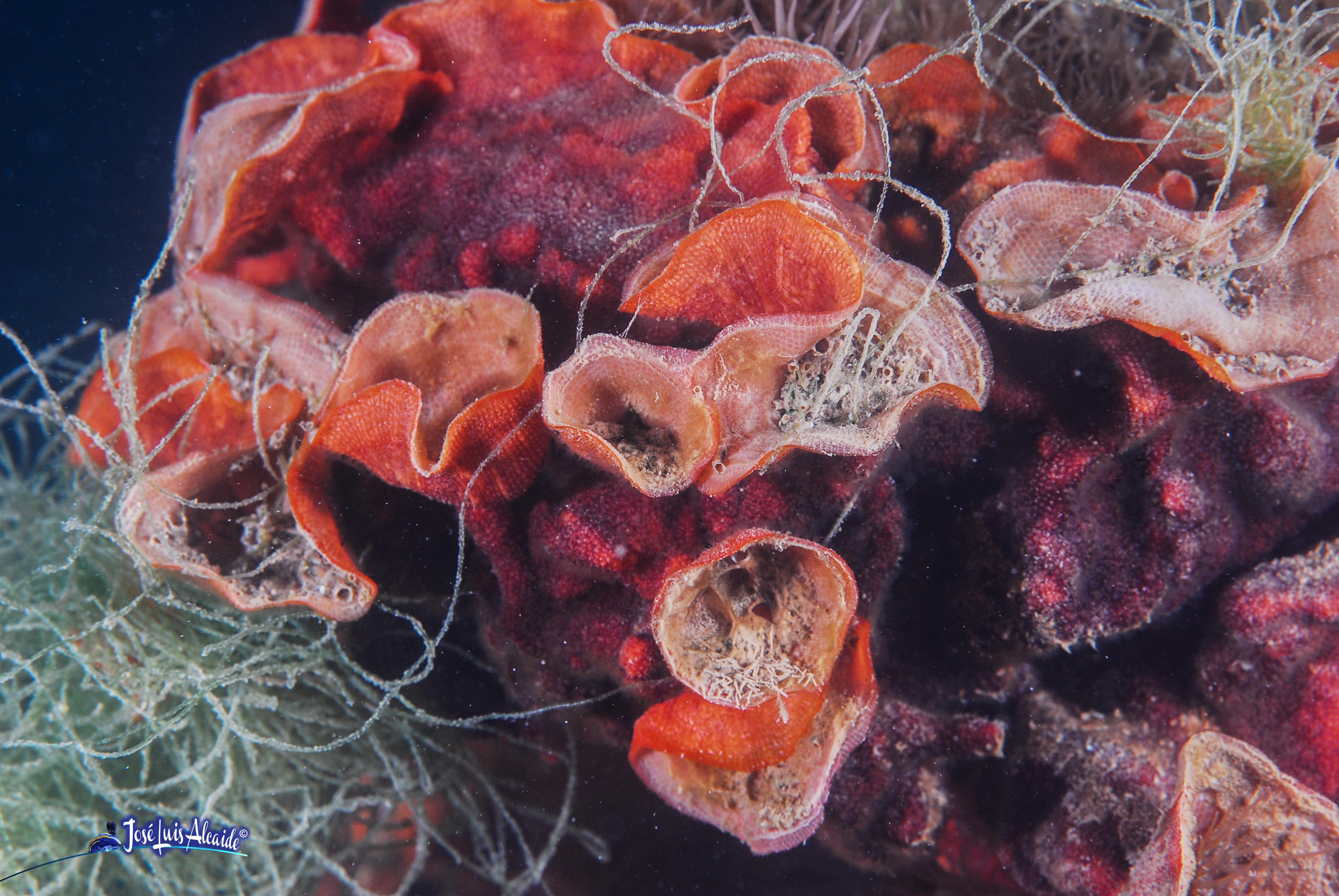 Schizoporella errata