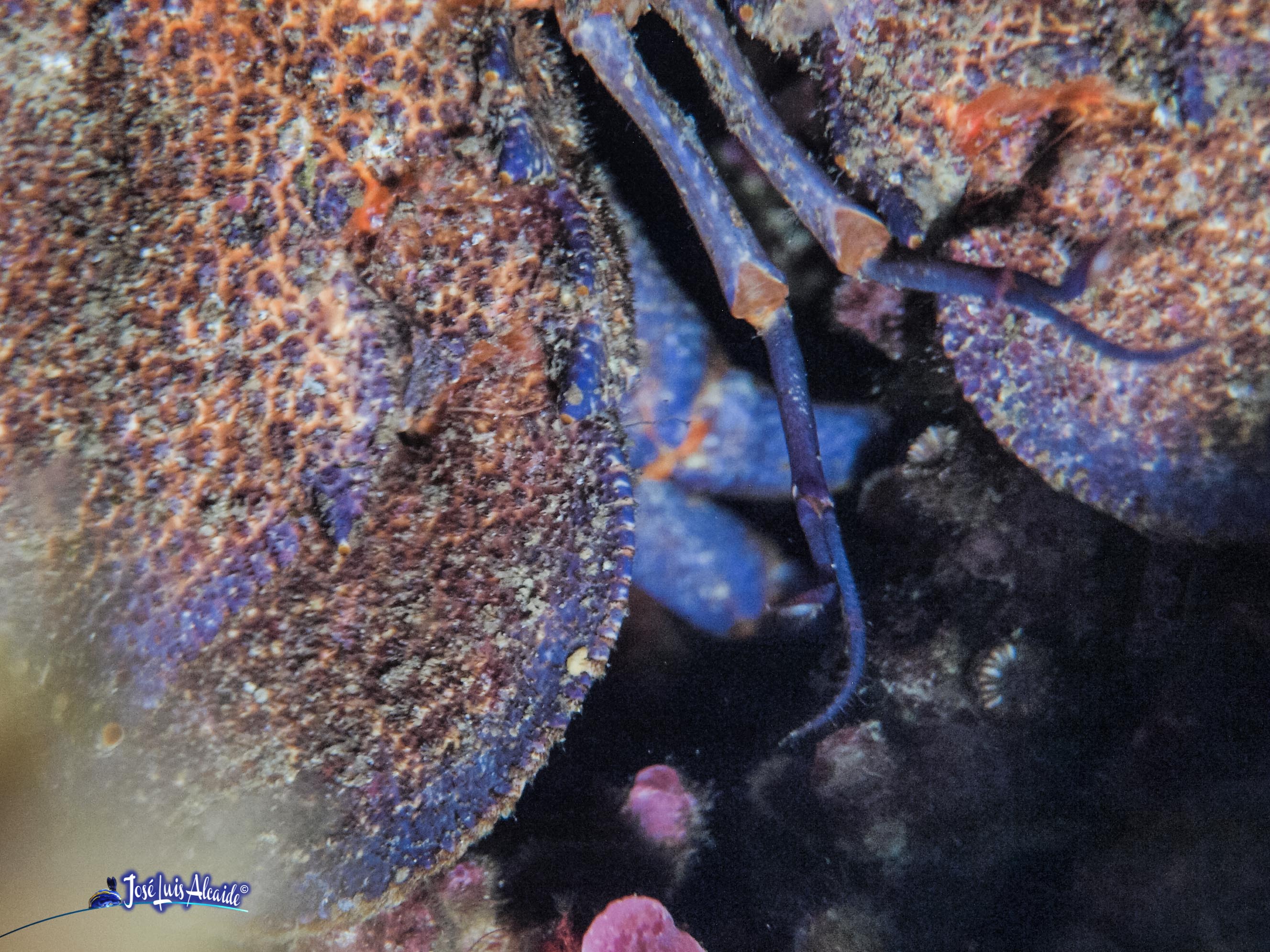 Scyllarides latus cigarrón