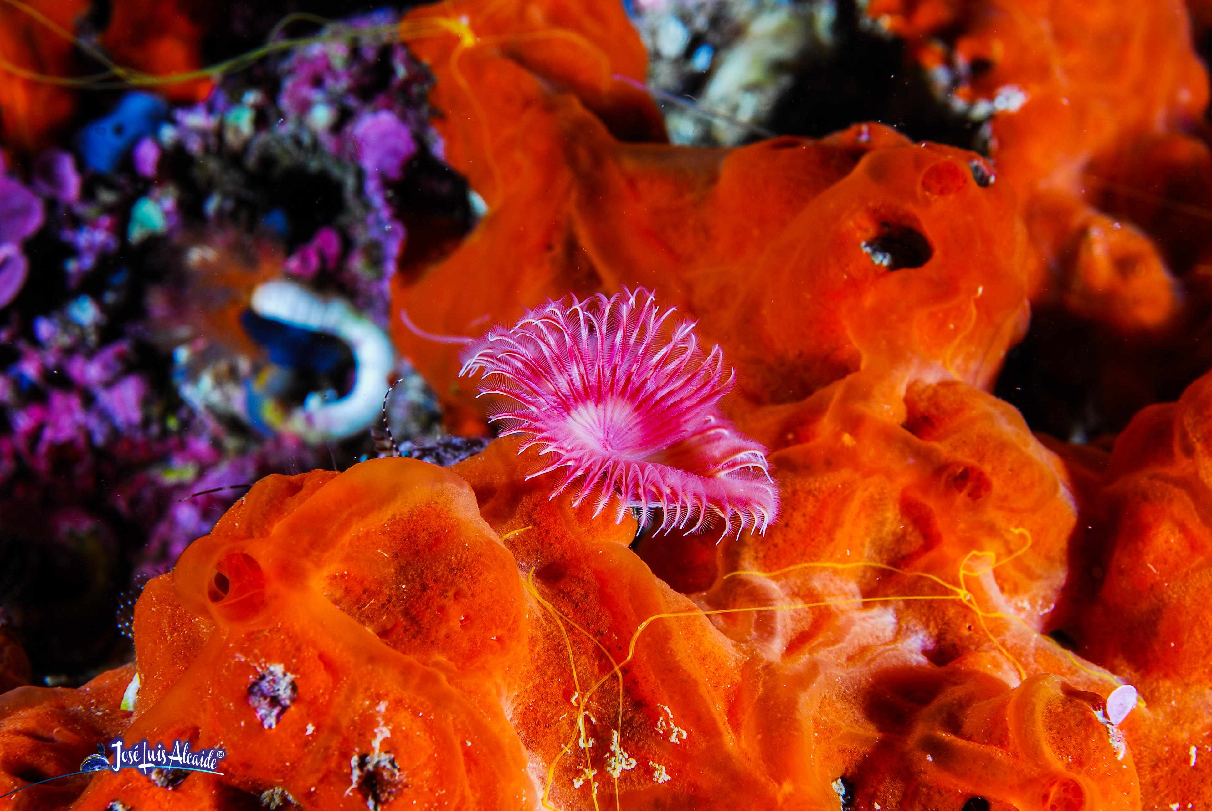Serpula vermicularis  gusano tubícola corazón