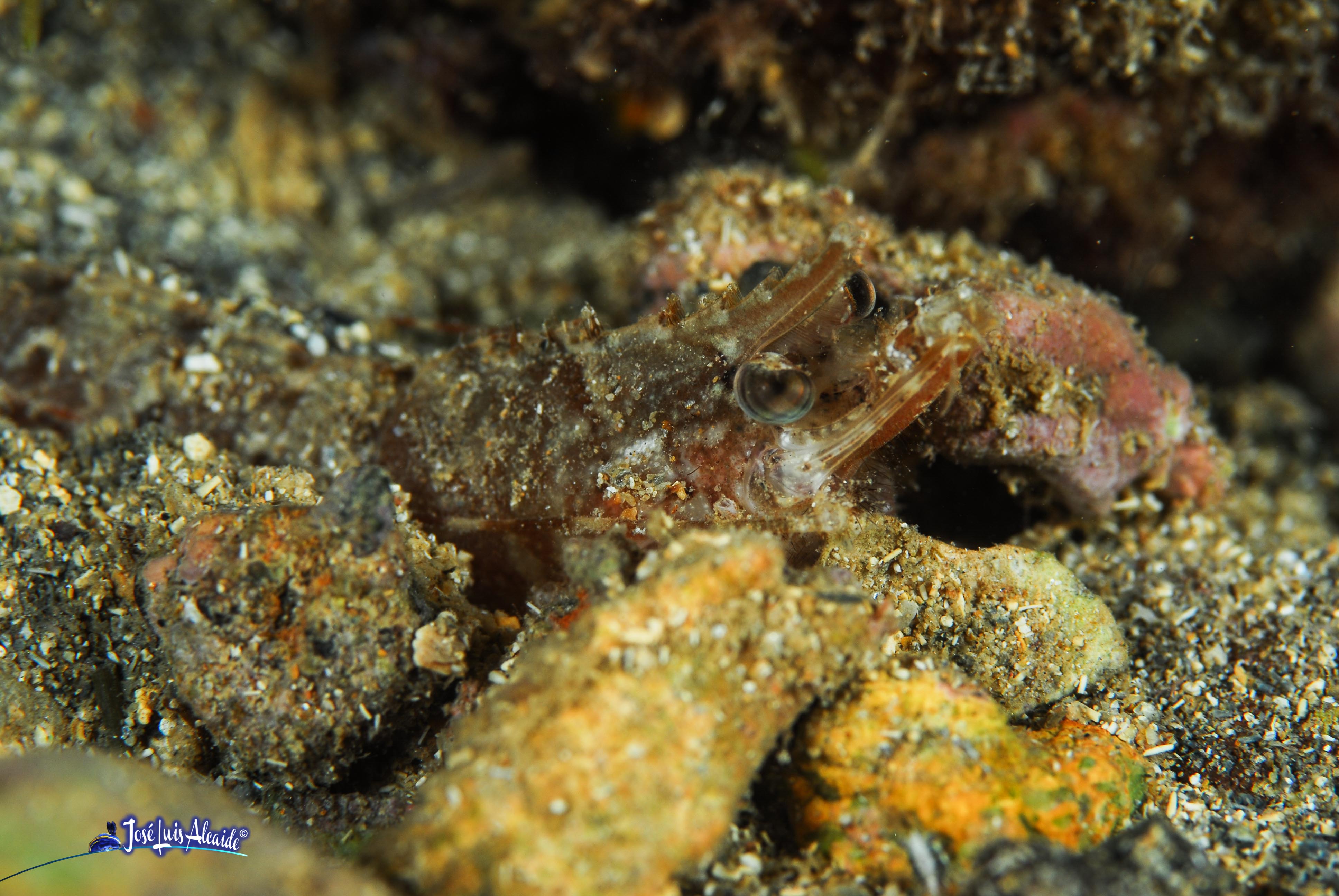Sicyonia carinata gamba roja