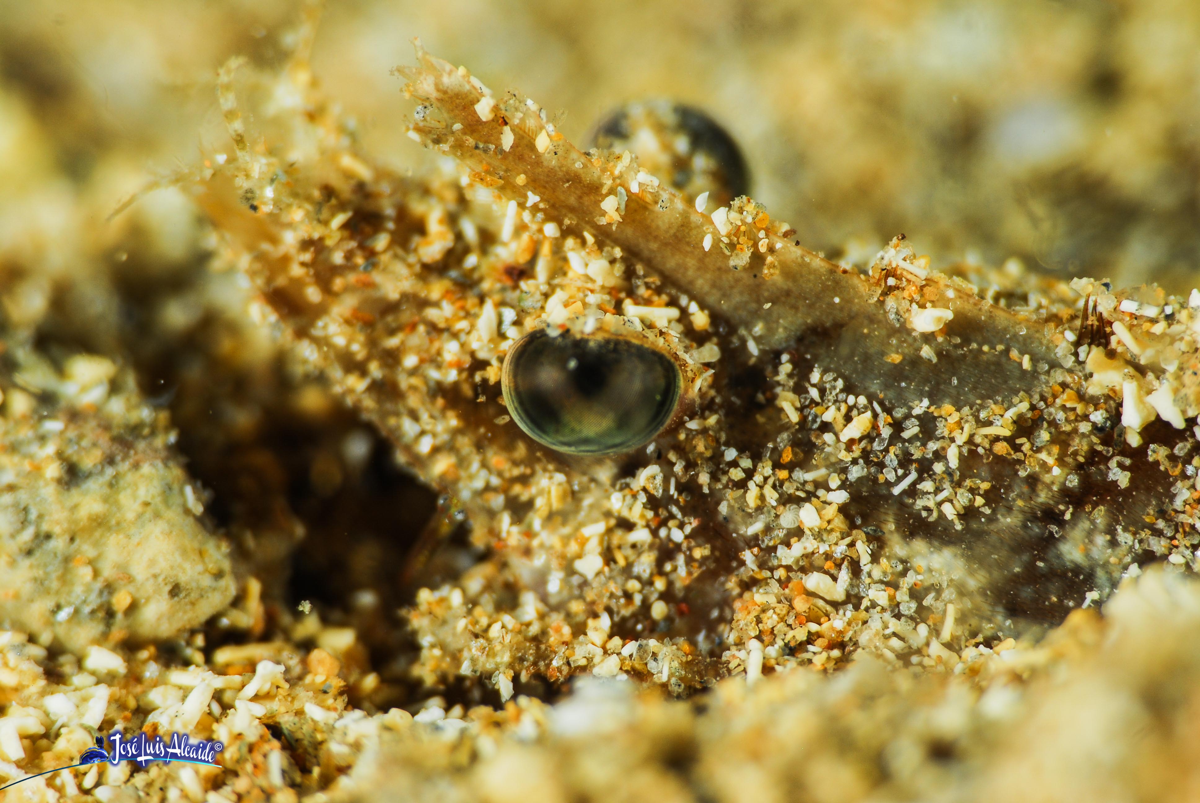 Sicyonia carinata gamba roja