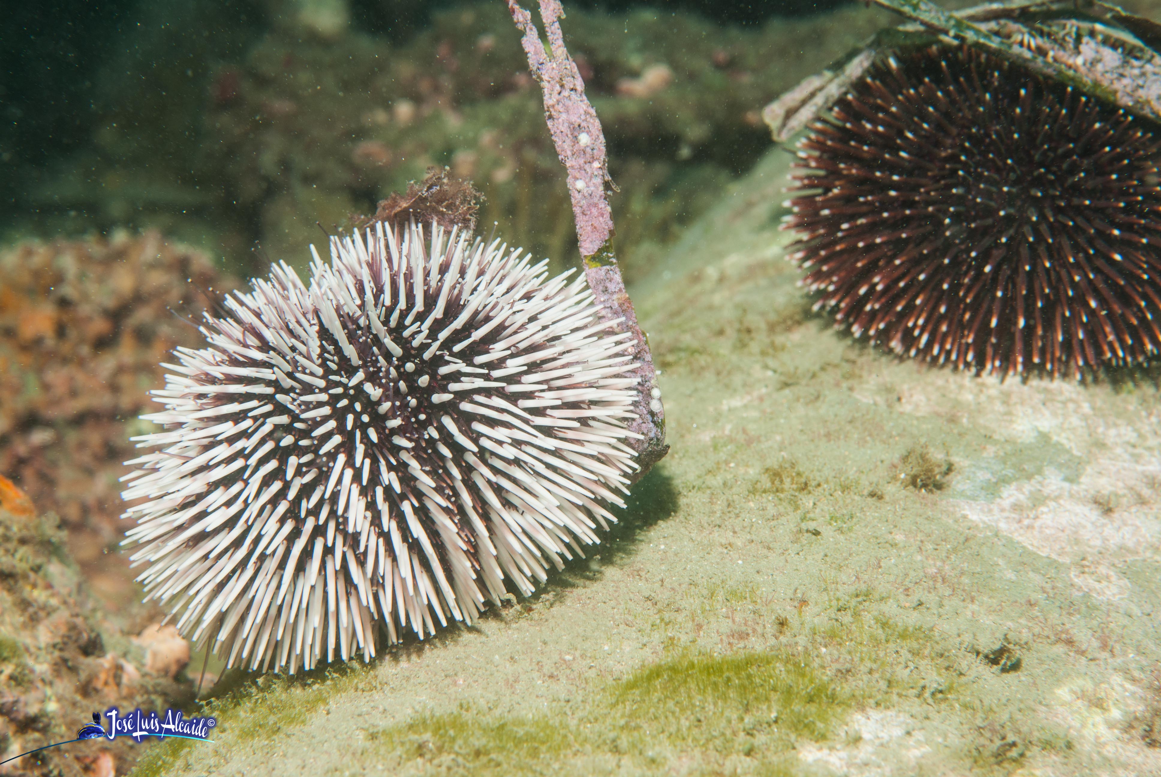 Sphaerechiunus granularis erizo de mar púrpura