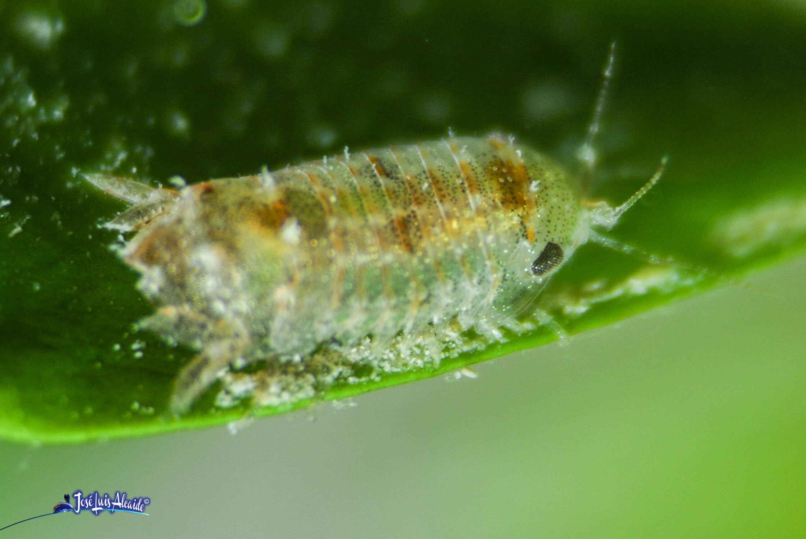 Sphaeroma serratum cochinilla