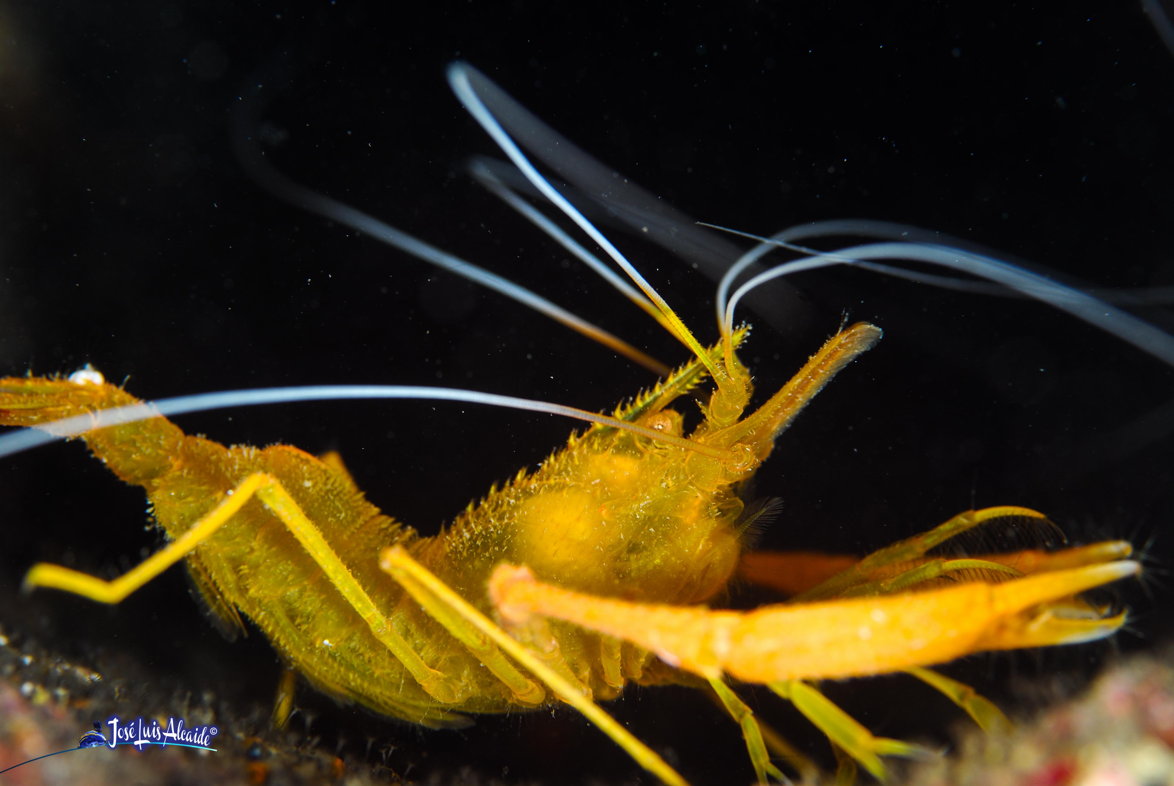 Stenopus spinosus gamba boxeadora