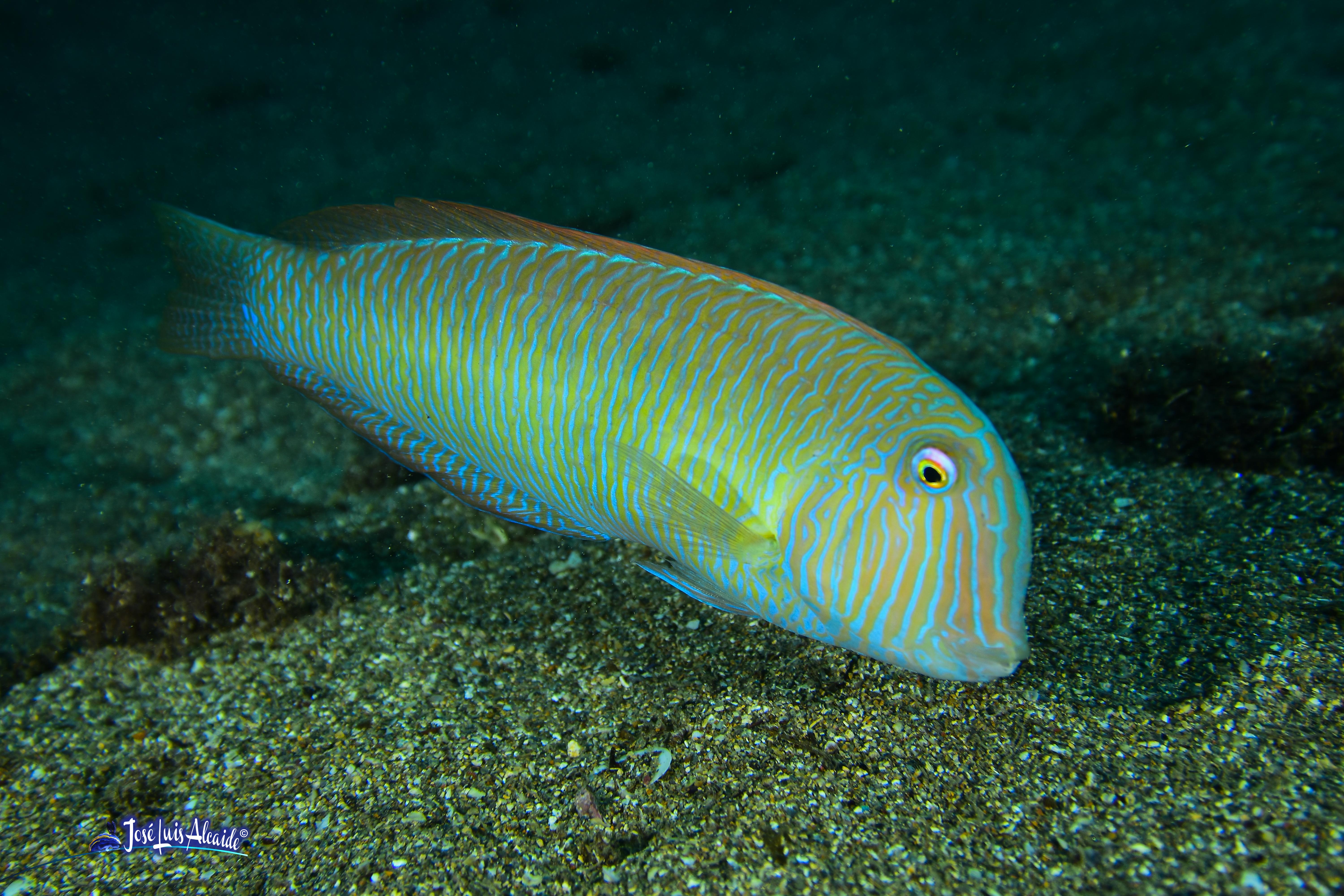 Xyrichthys novacula raó